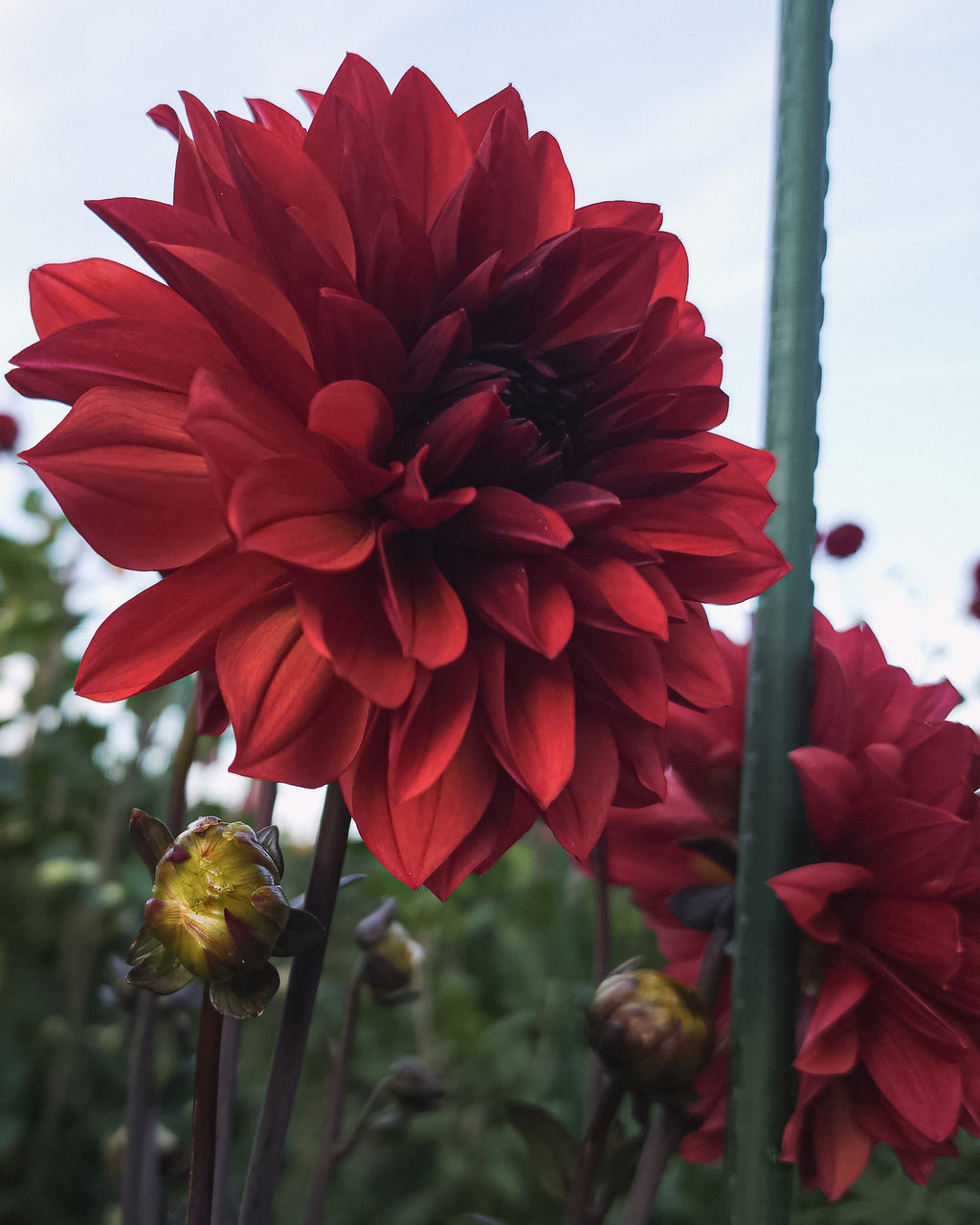 Danique Dahlia Tuber
