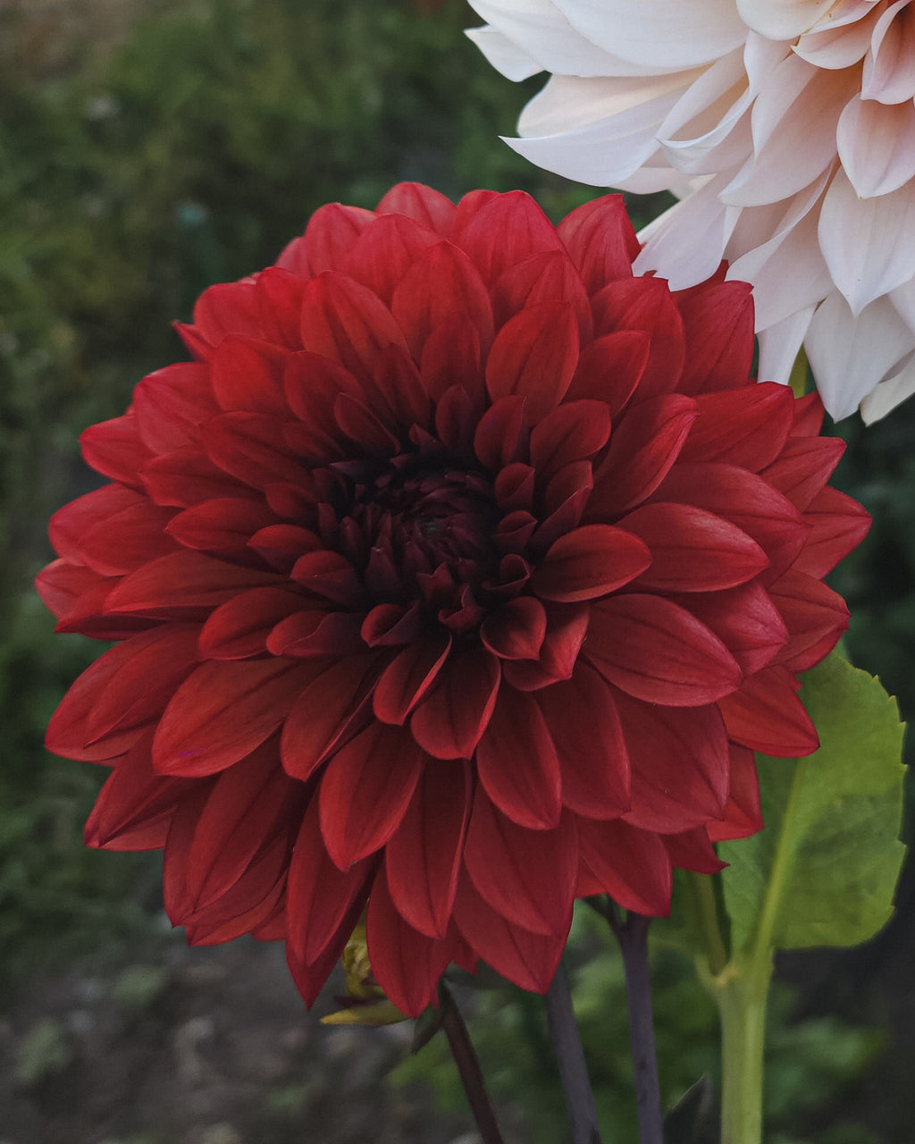 Danique Dahlia Tuber