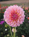 Castle Drive Dahlia Tuber