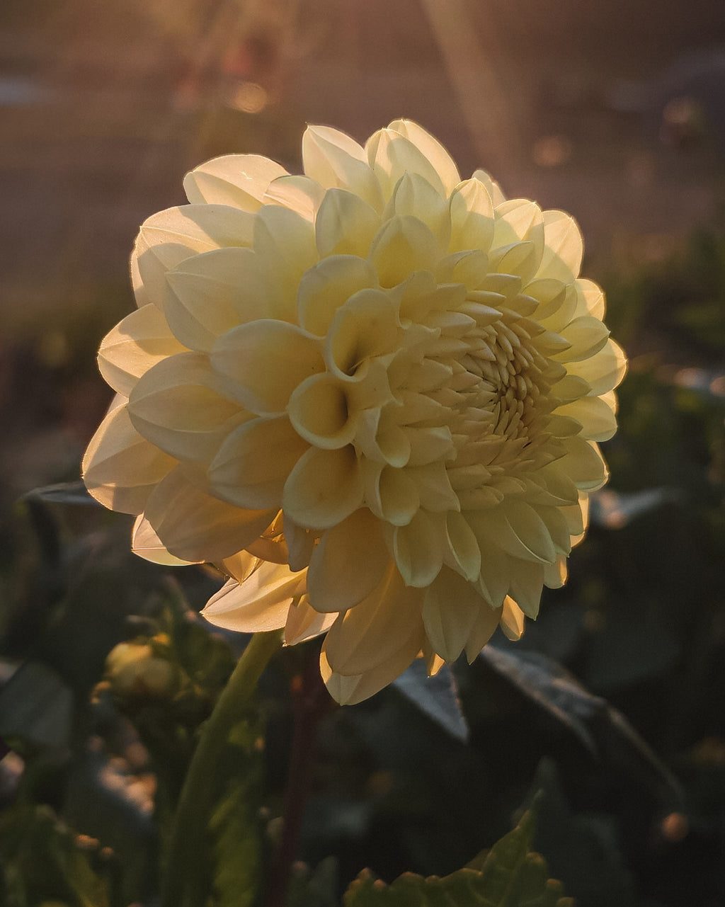 Winholme Diane Dahlia Tuber