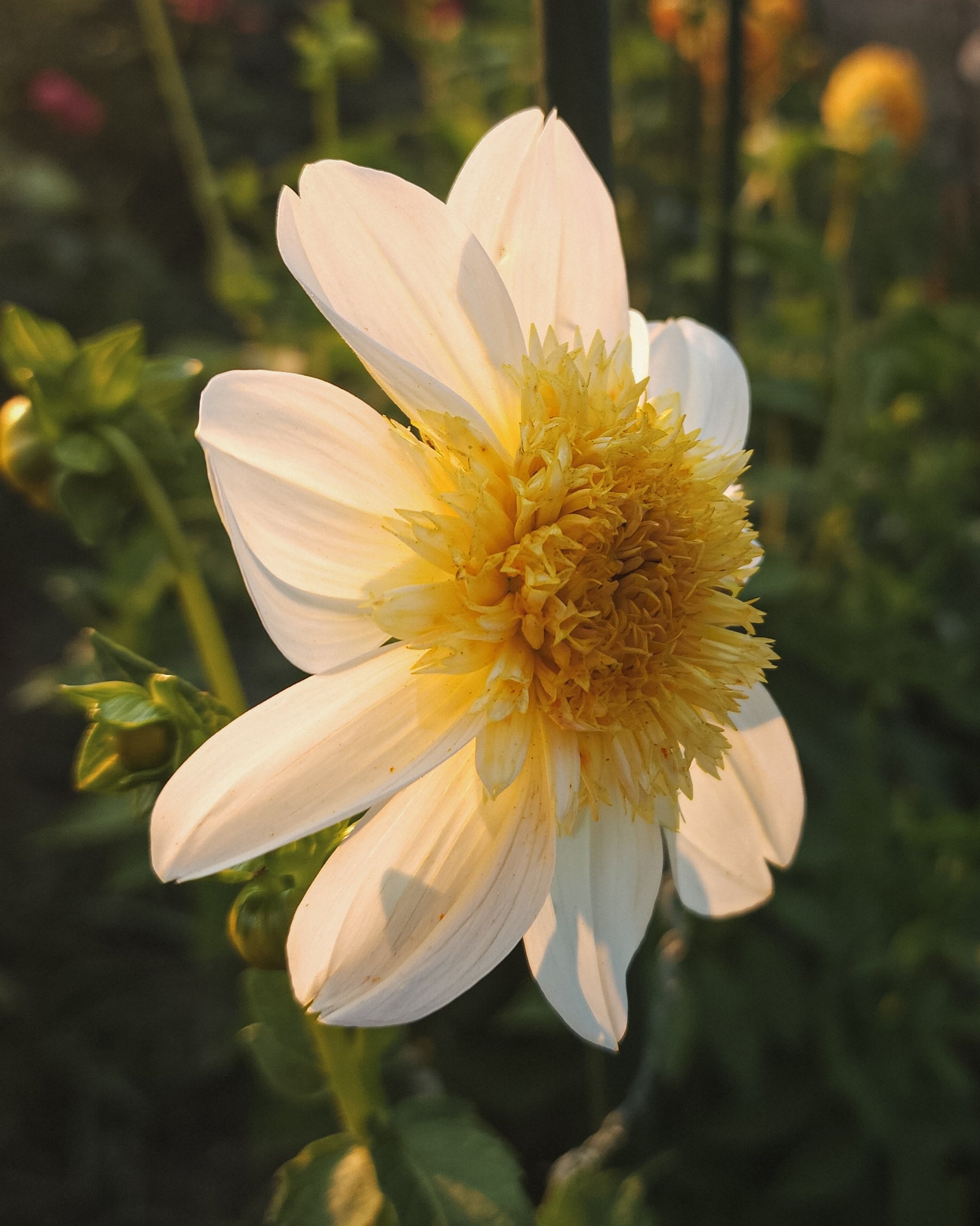 Platinum Blonde Dahlia Tuber