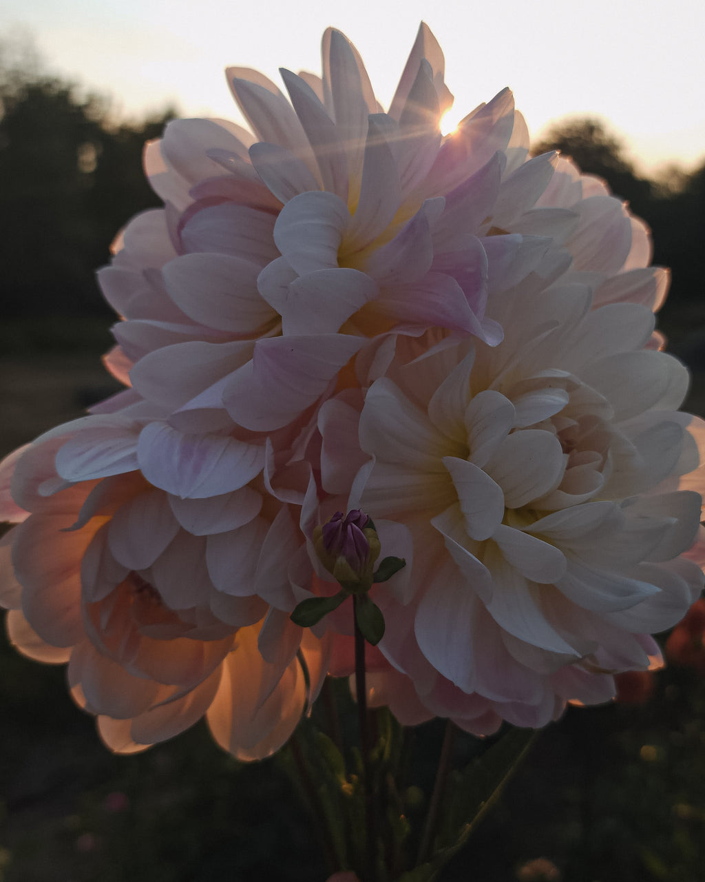 Kelgai Ann Dahlia Tuber