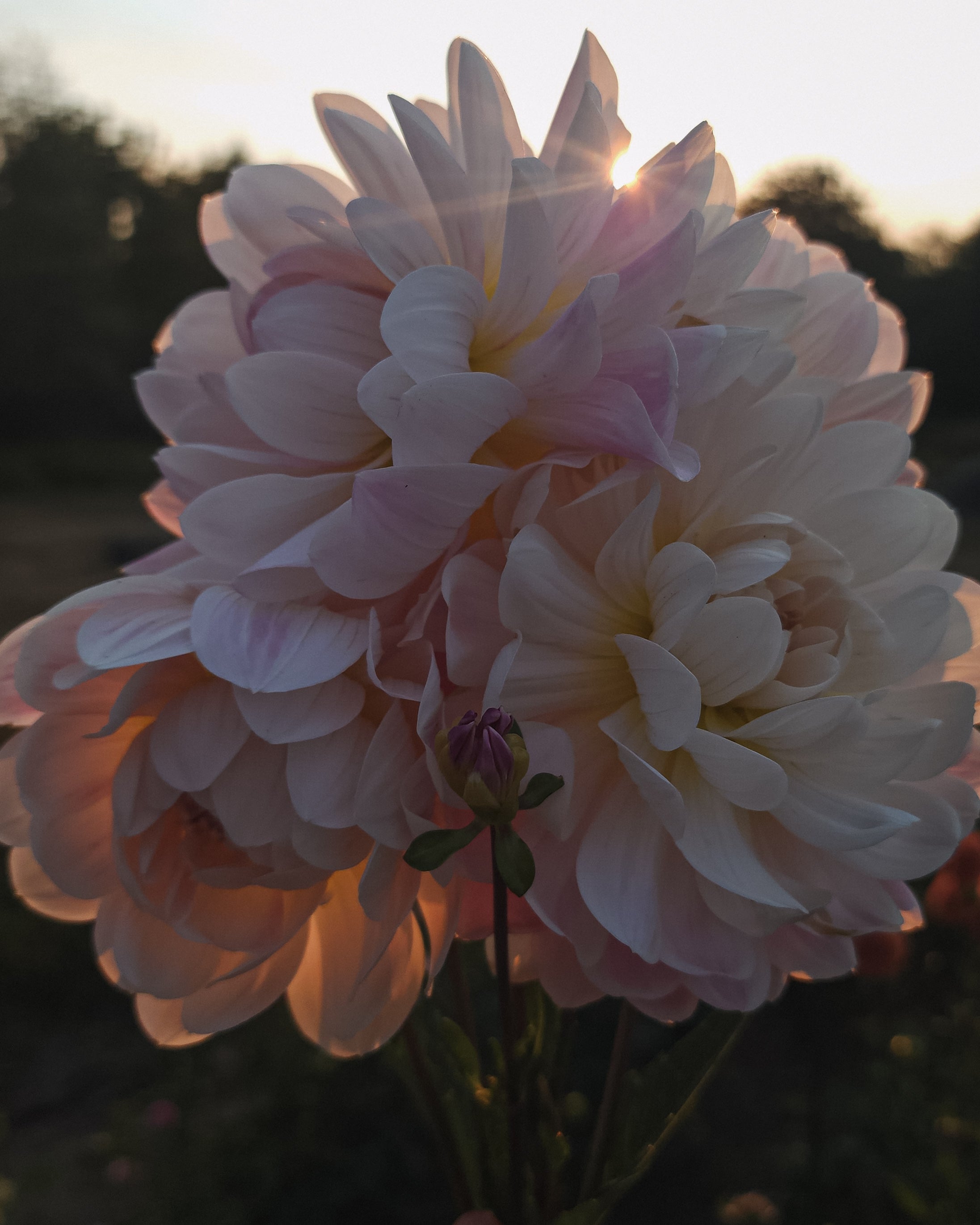 Kelgai Ann Dahlia Tuber