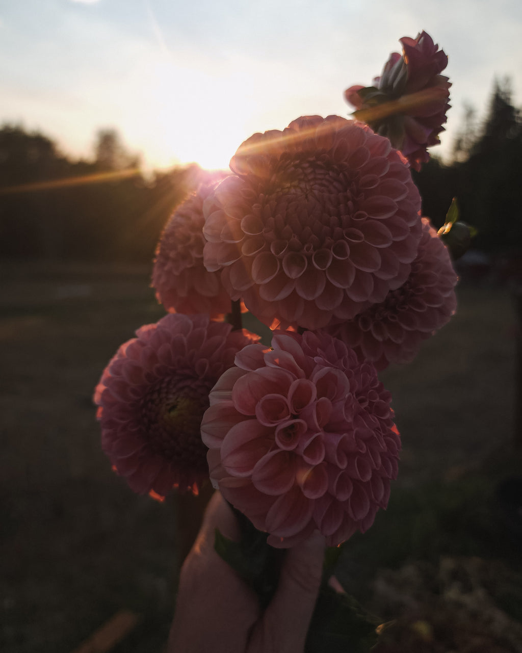 Bracken Rose Dahlia Tuber