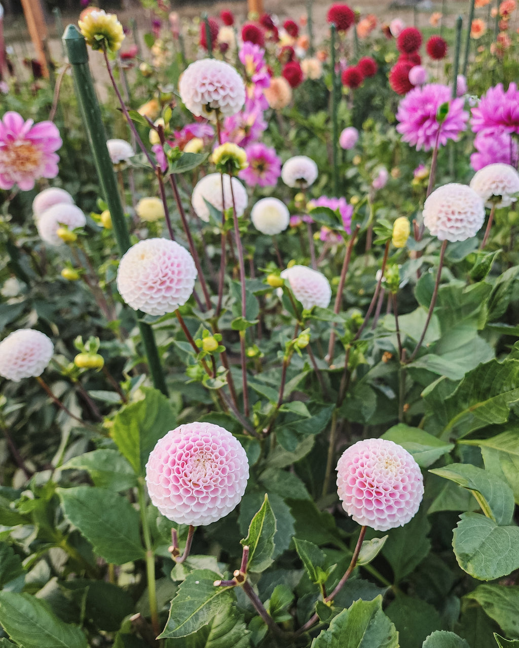 Small World Dahlia Tuber