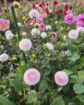 Small World Dahlia Tuber