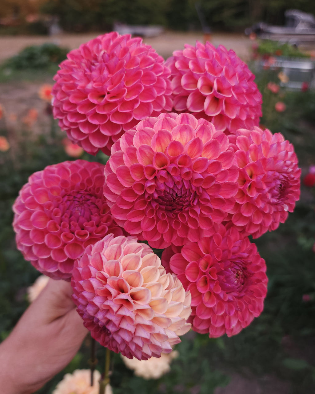 Caitlin's Joy Dahlia Tuber
