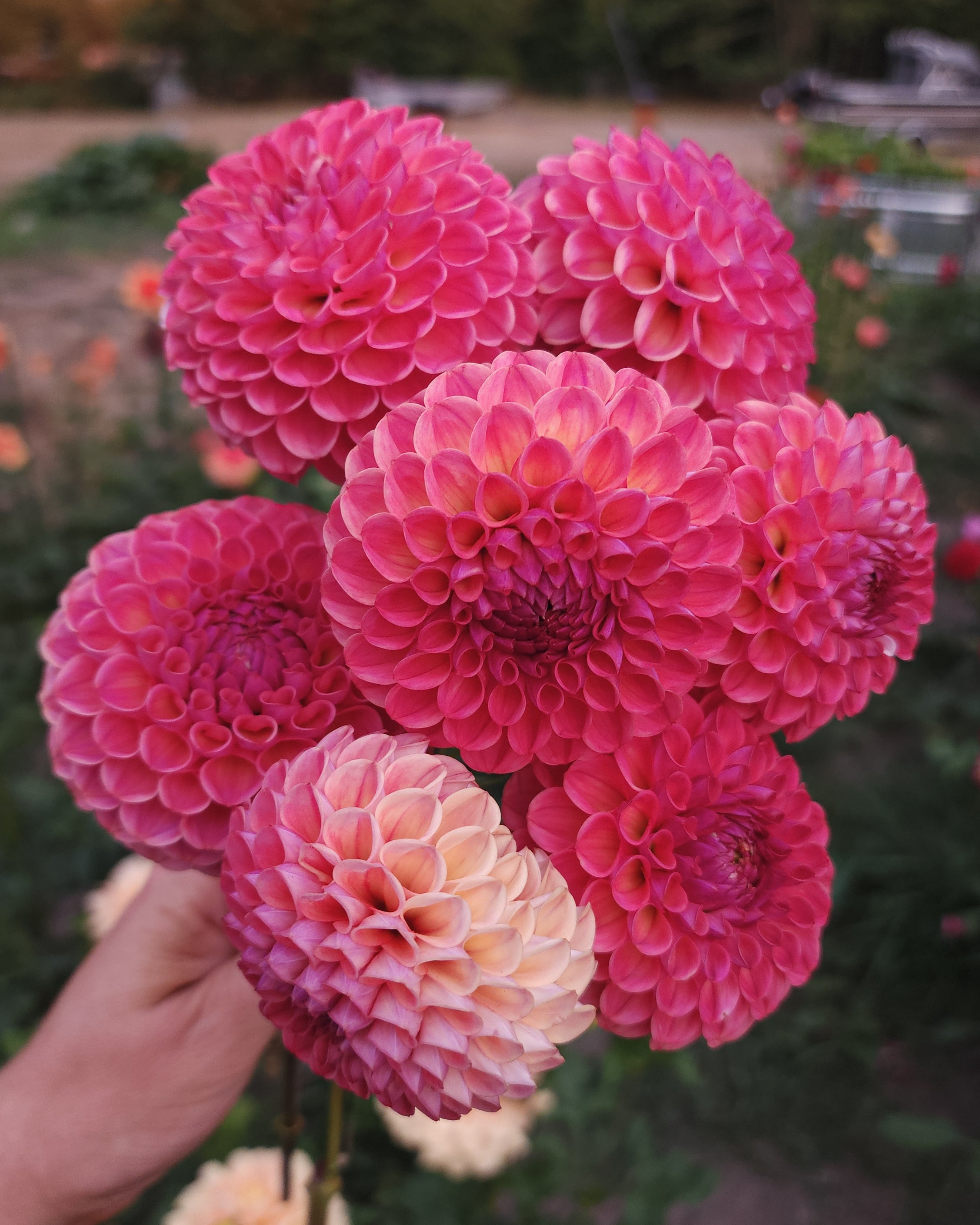 Caitlin's Joy Dahlia Tuber