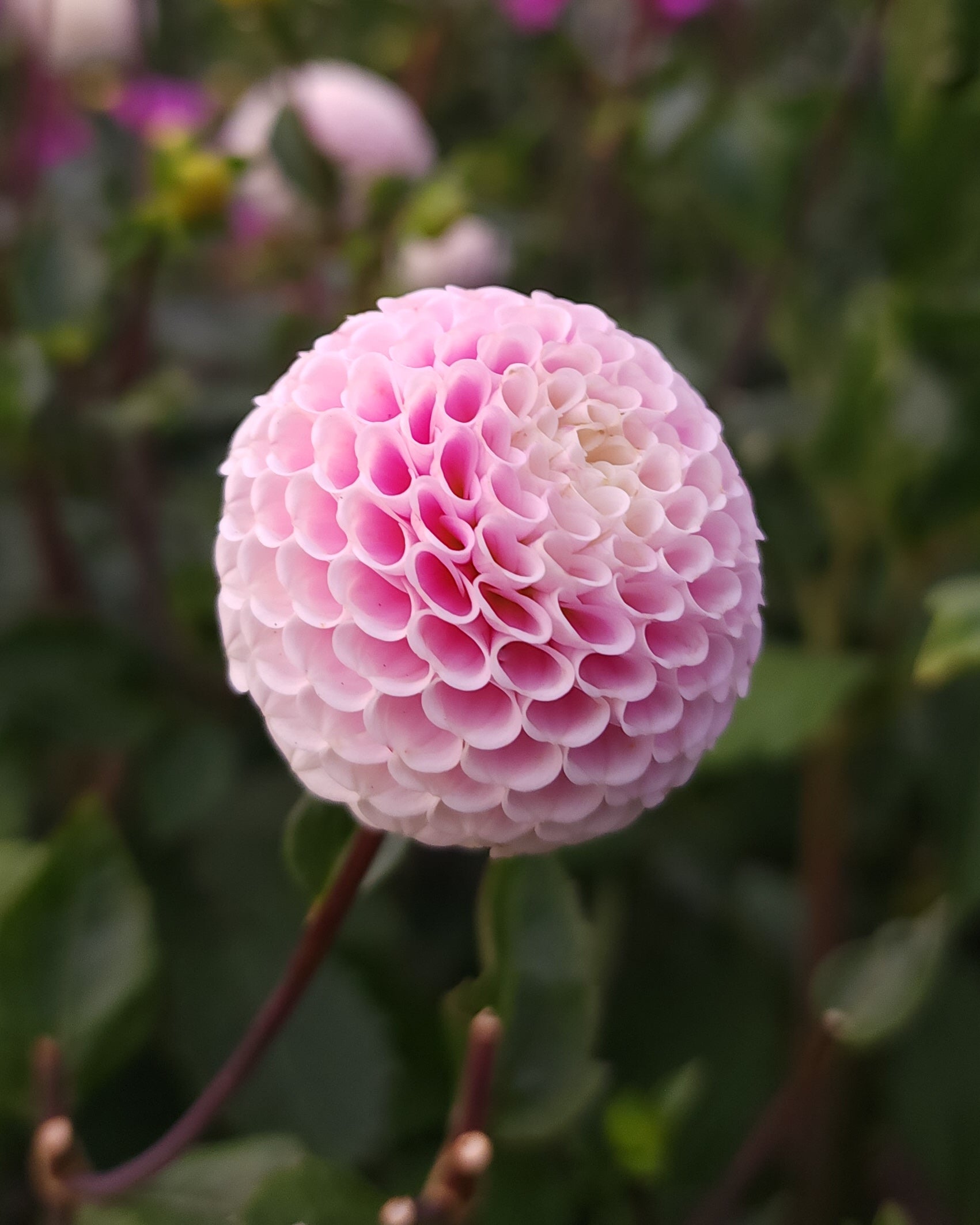 Small World Dahlia Tuber