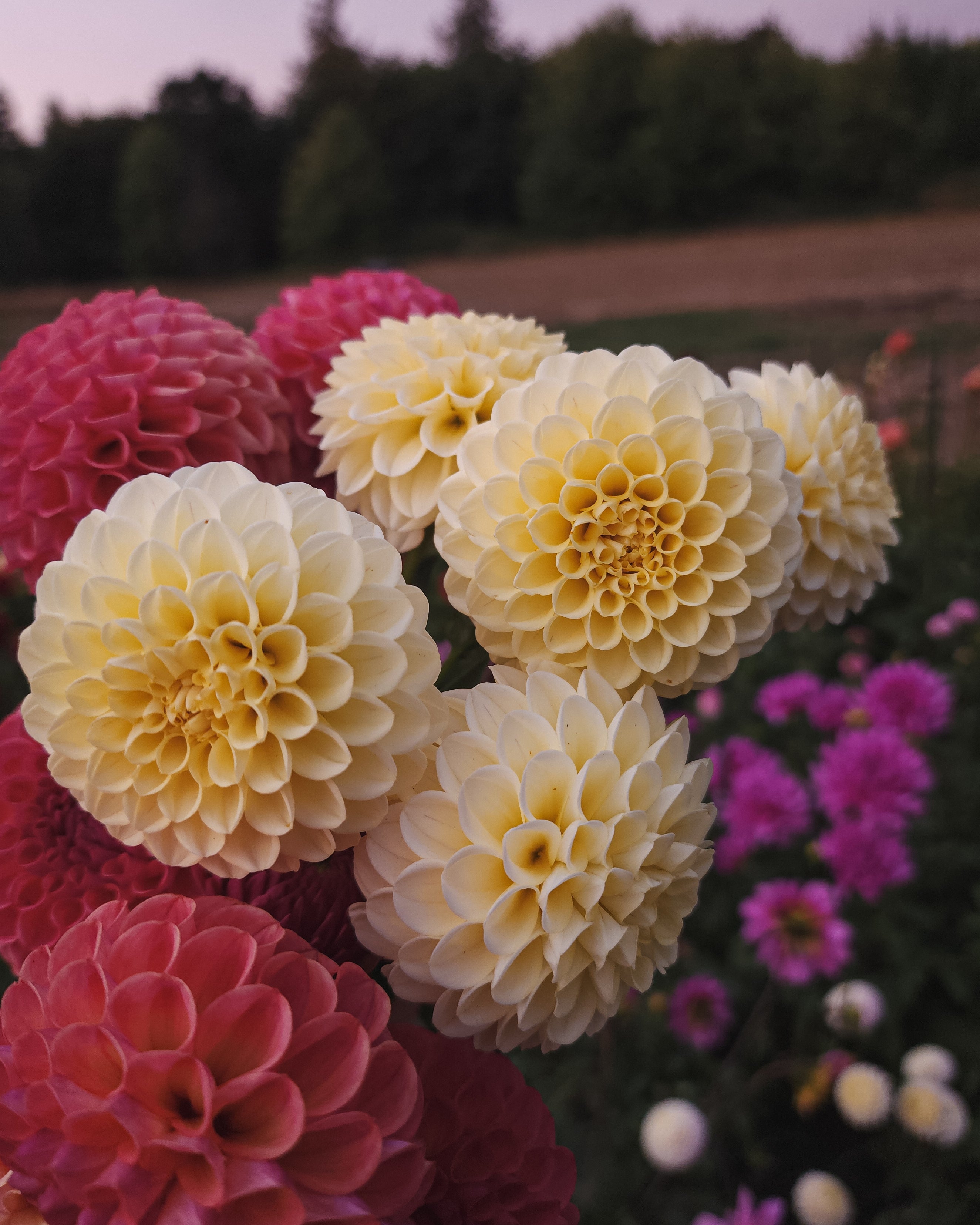 Creamy Dahlia Tuber