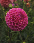 Isabel Dahlia Tuber