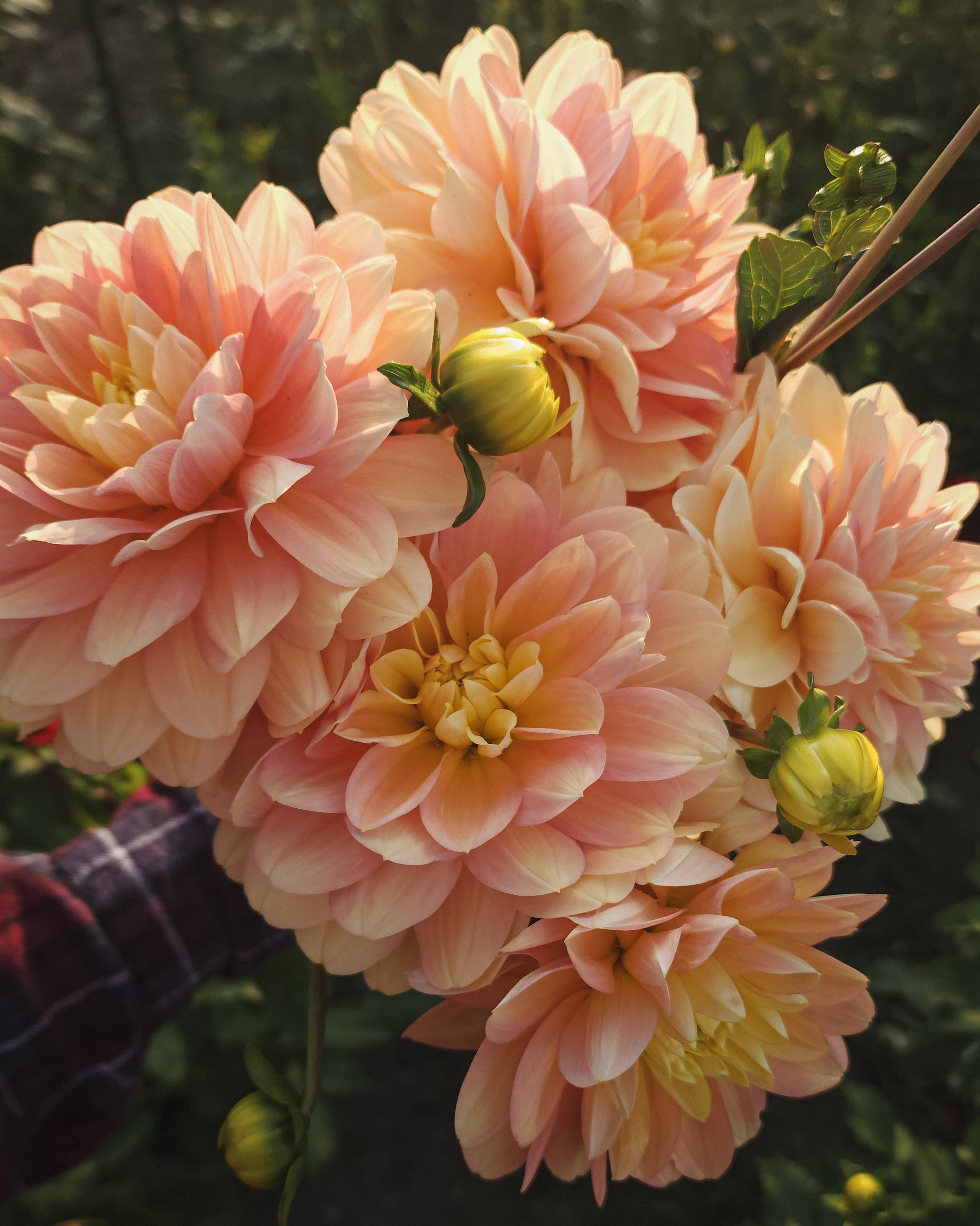 Day Dreamer Dahlia Tuber