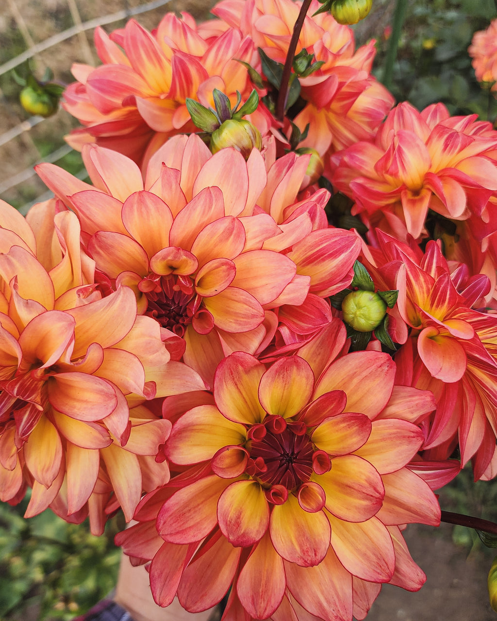 Mai Tai Dahlia Tuber