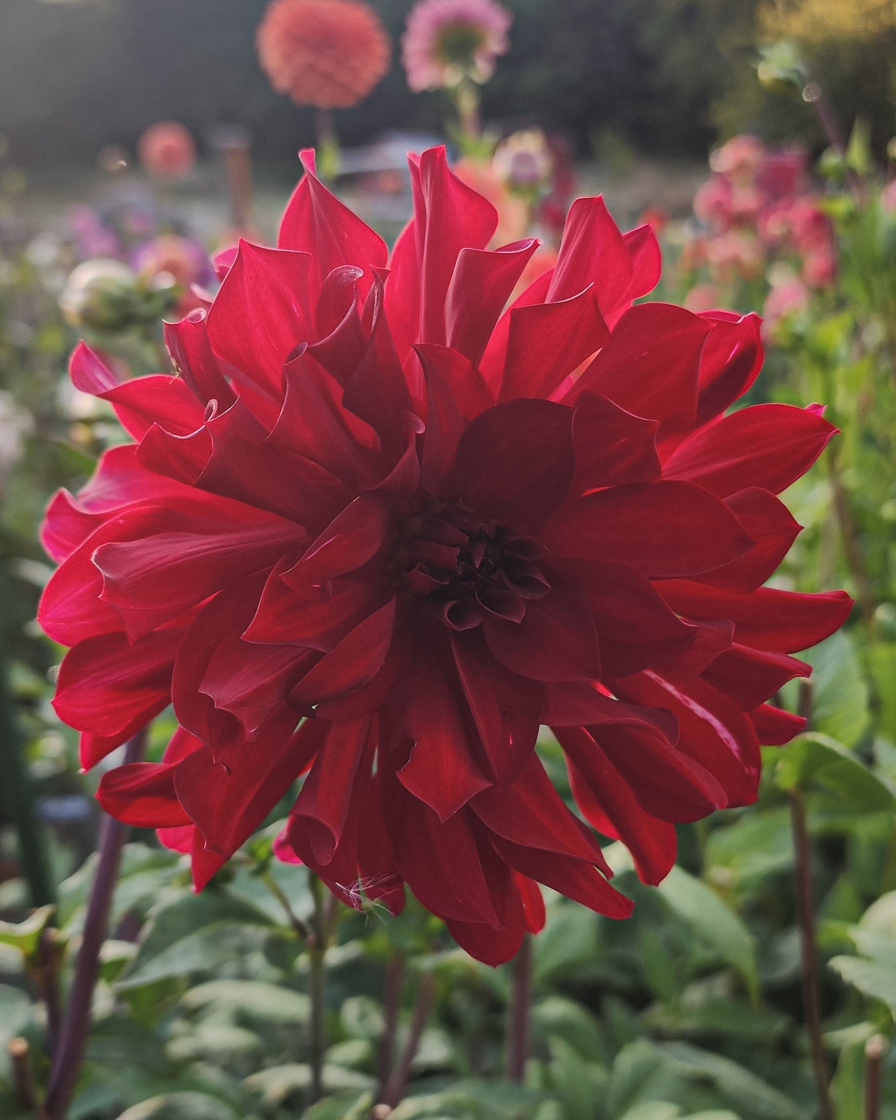 No ID Red Dahlia Tuber