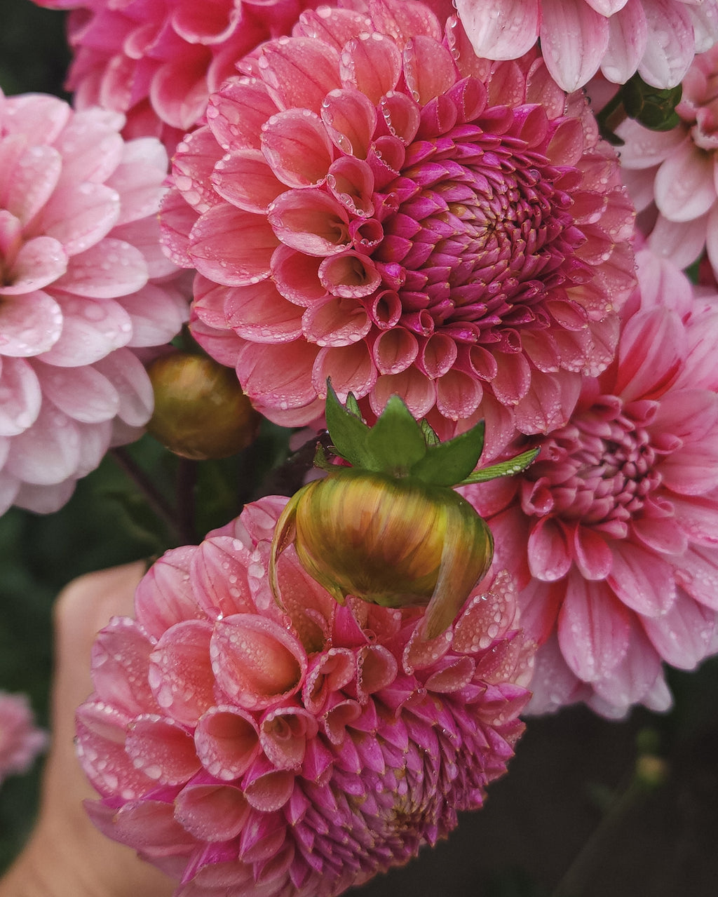 Bracken Rose Dahlia Tuber