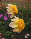Bloomquist Golden Dahlia Tuber