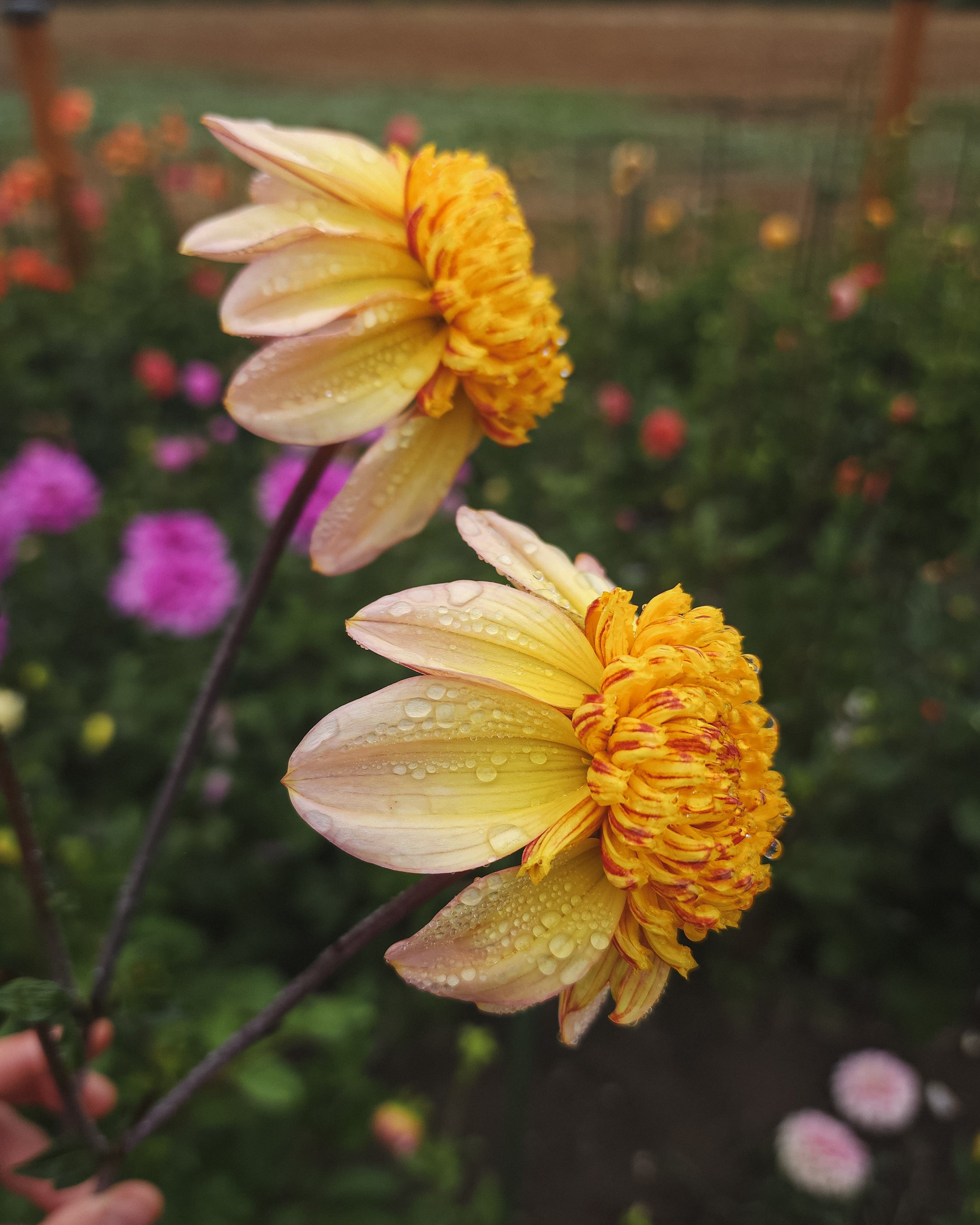 Bloomquist Golden Dahlia Tuber