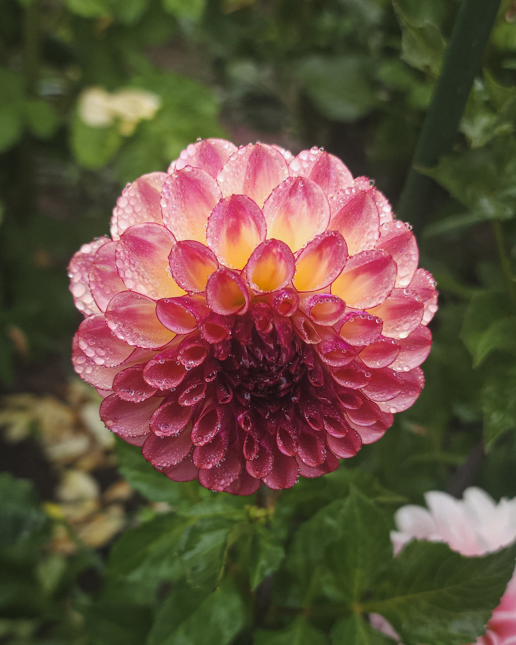 Ferncliff Thunder Dahlia Tuber