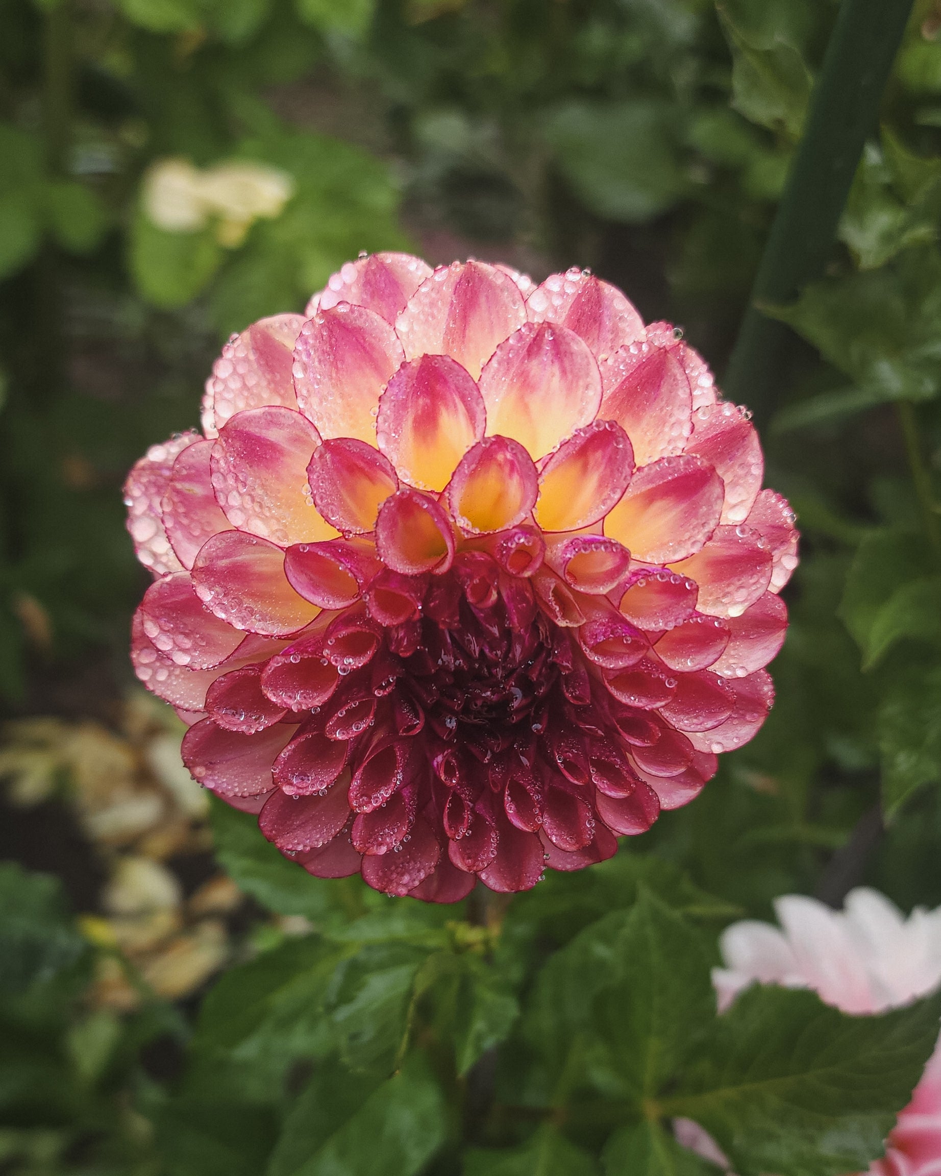 Ferncliff Thunder Dahlia Tuber