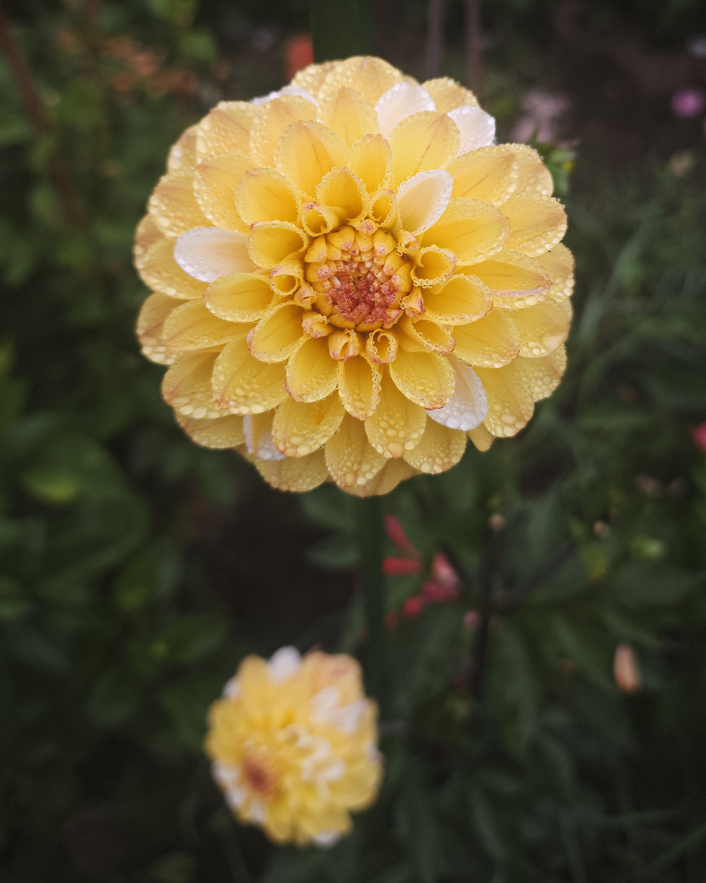 Double Jill Dahlia Tuber