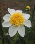 Platinum Blonde Dahlia Tuber