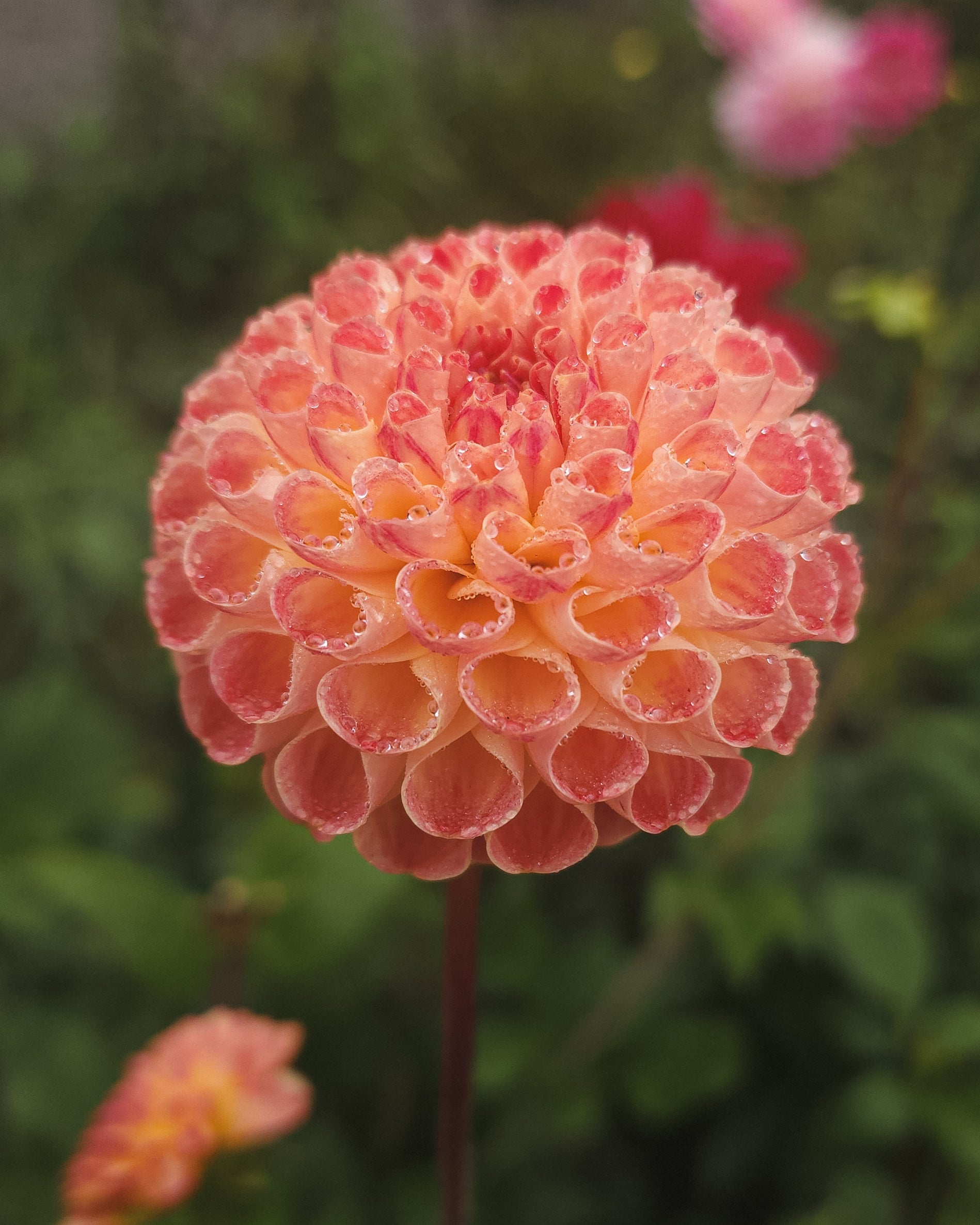 Newaukum Frank Dahlia Tuber