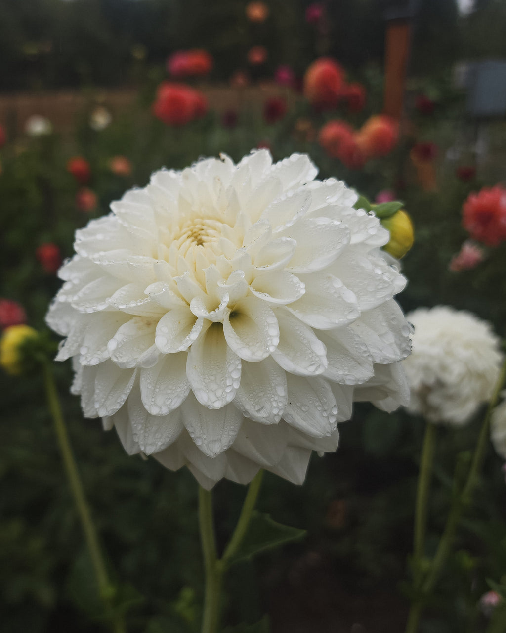Boom Boom White Dahlia Tuber