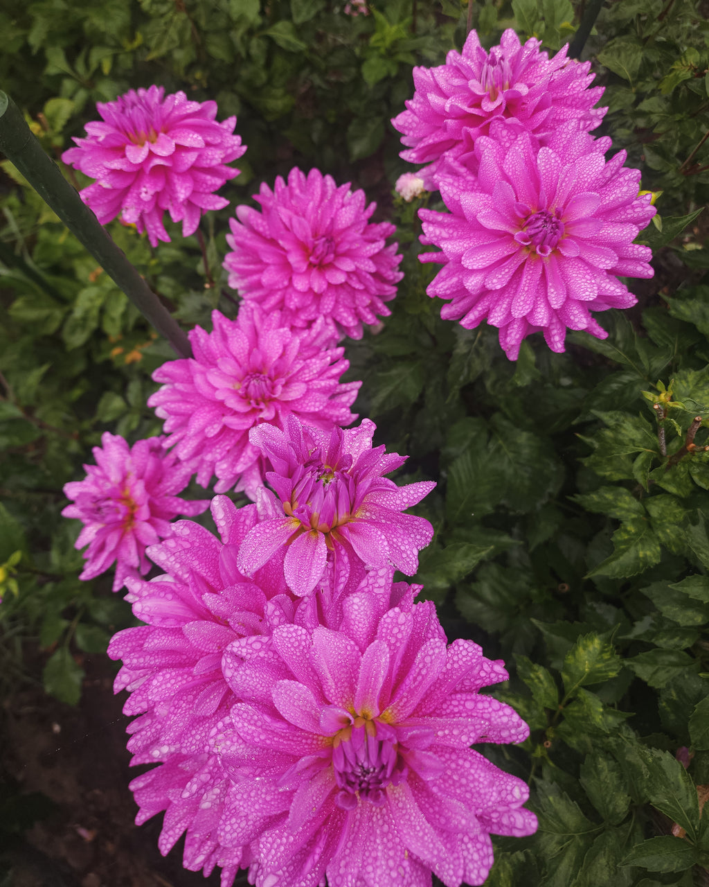 Bluetiful Dahlia Tuber