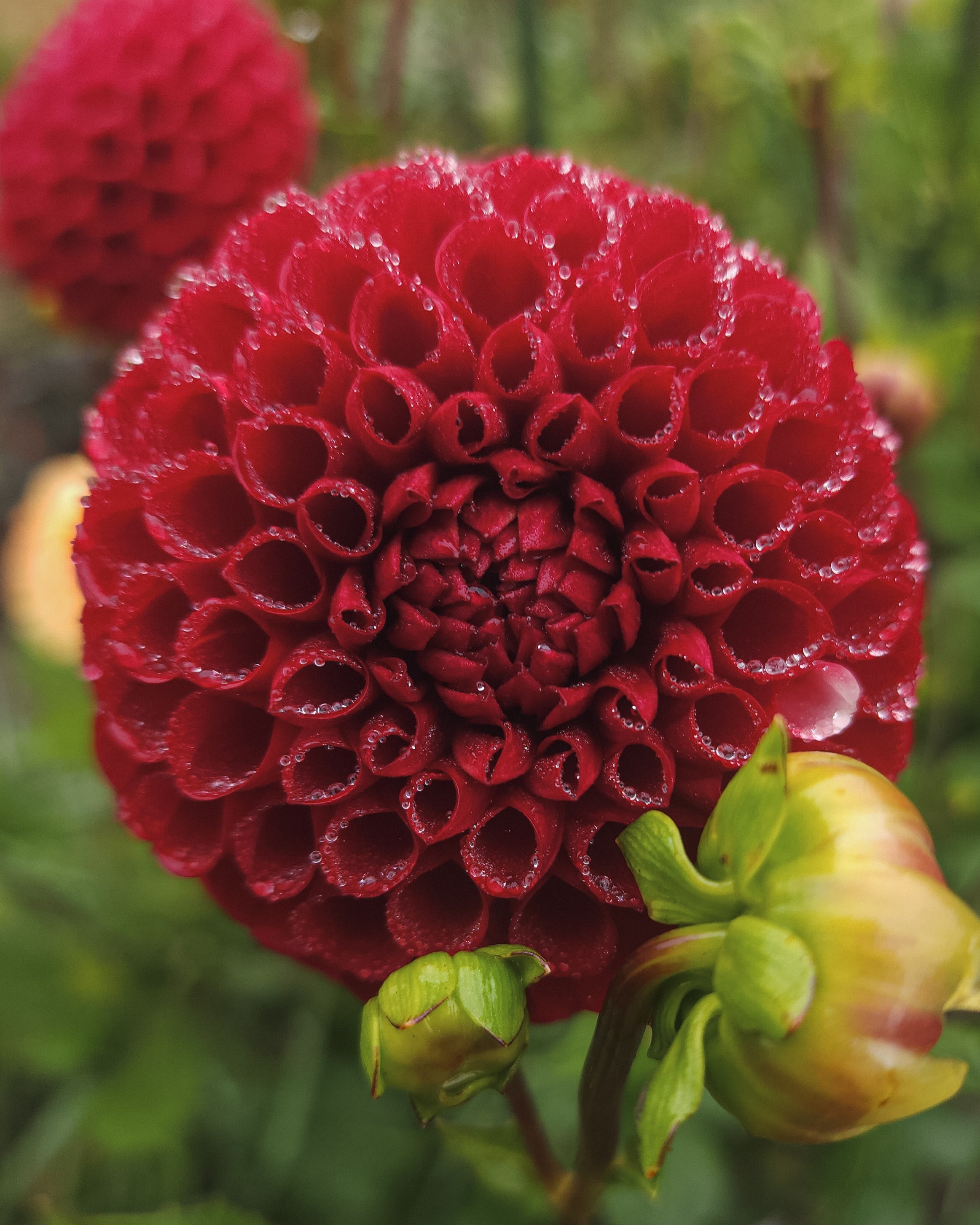 Cornel Dahlia Tuber