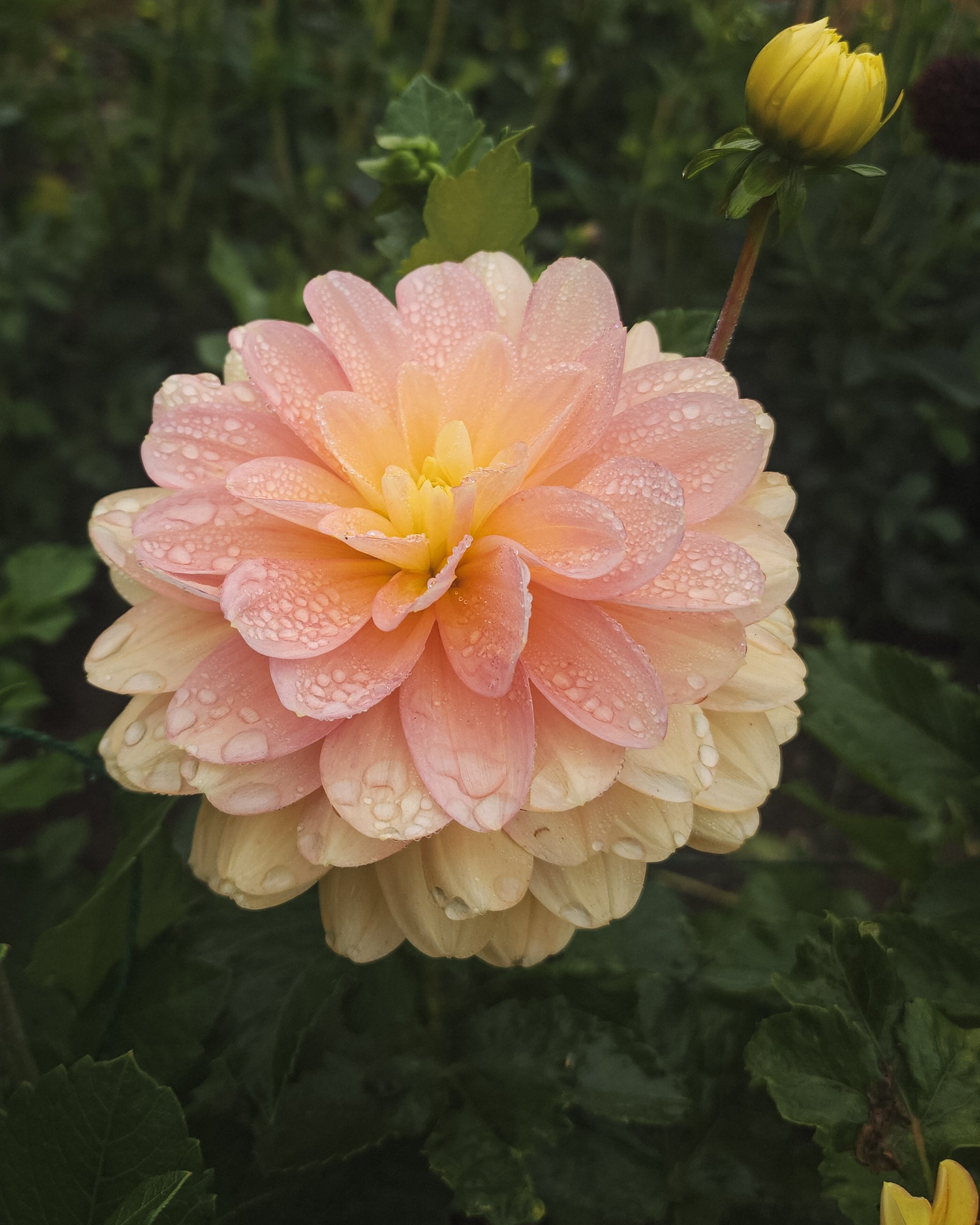 Day Dreamer Dahlia Tuber