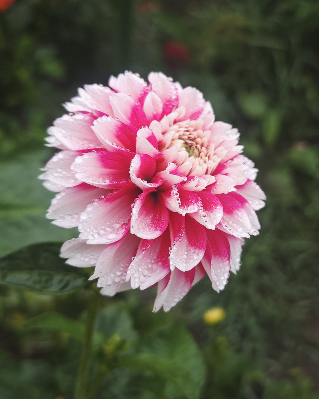 Fuzzy Wuzzy Dahlia Tuber