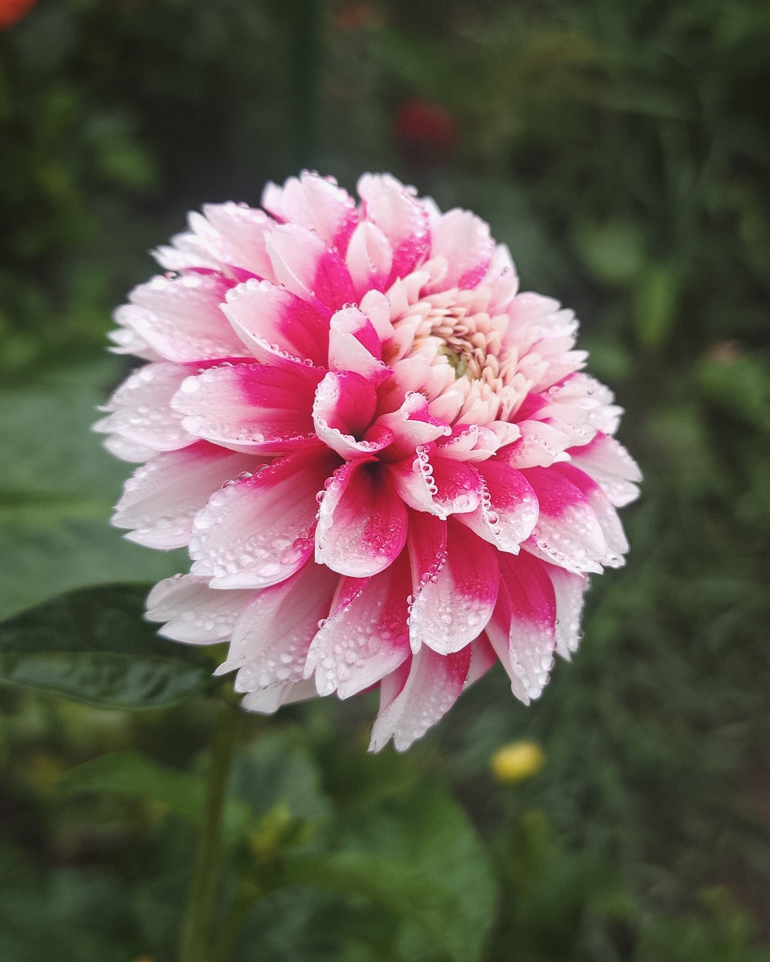 Fuzzy Wuzzy Dahlia Tuber