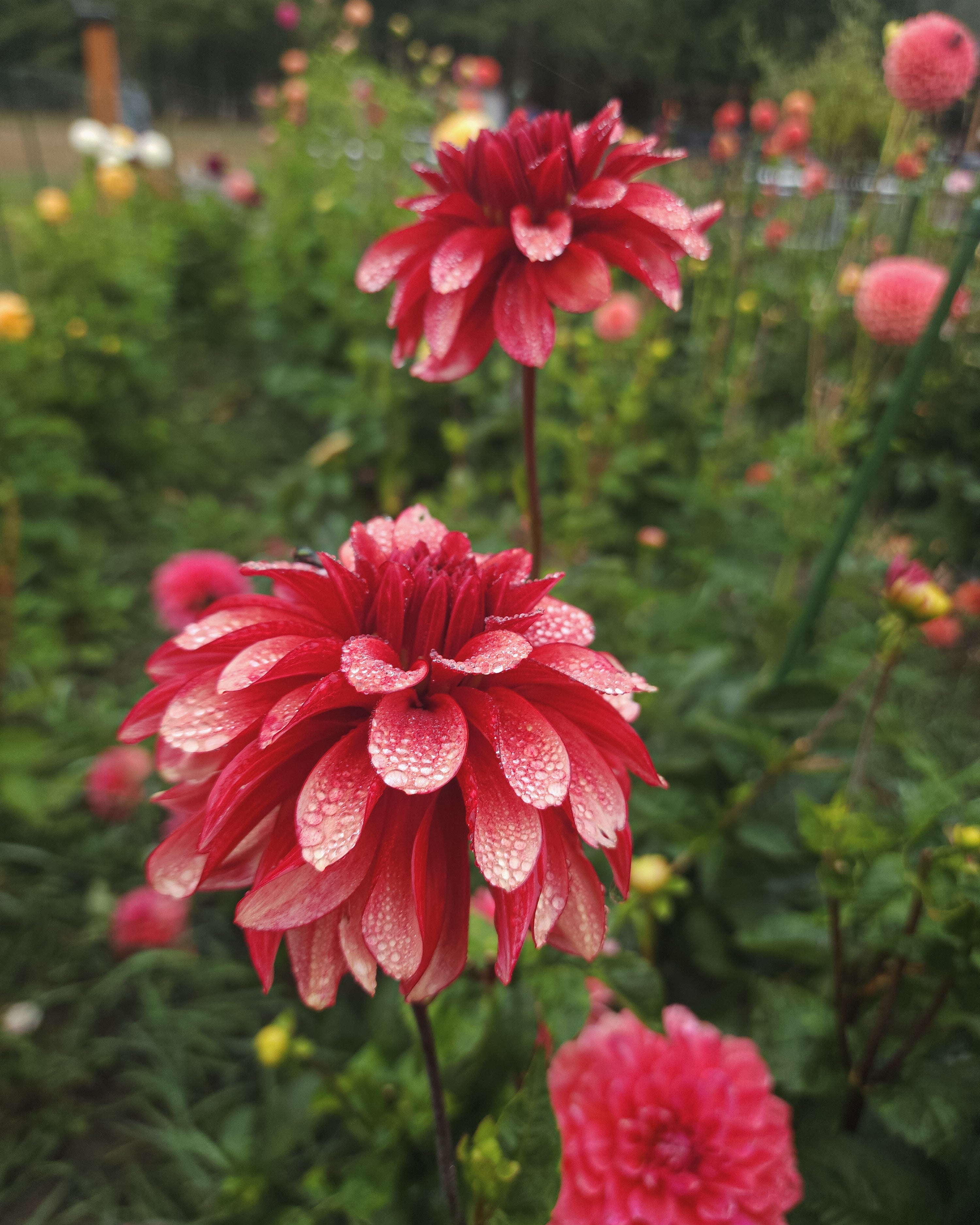 N-Force Dahlia Tuber