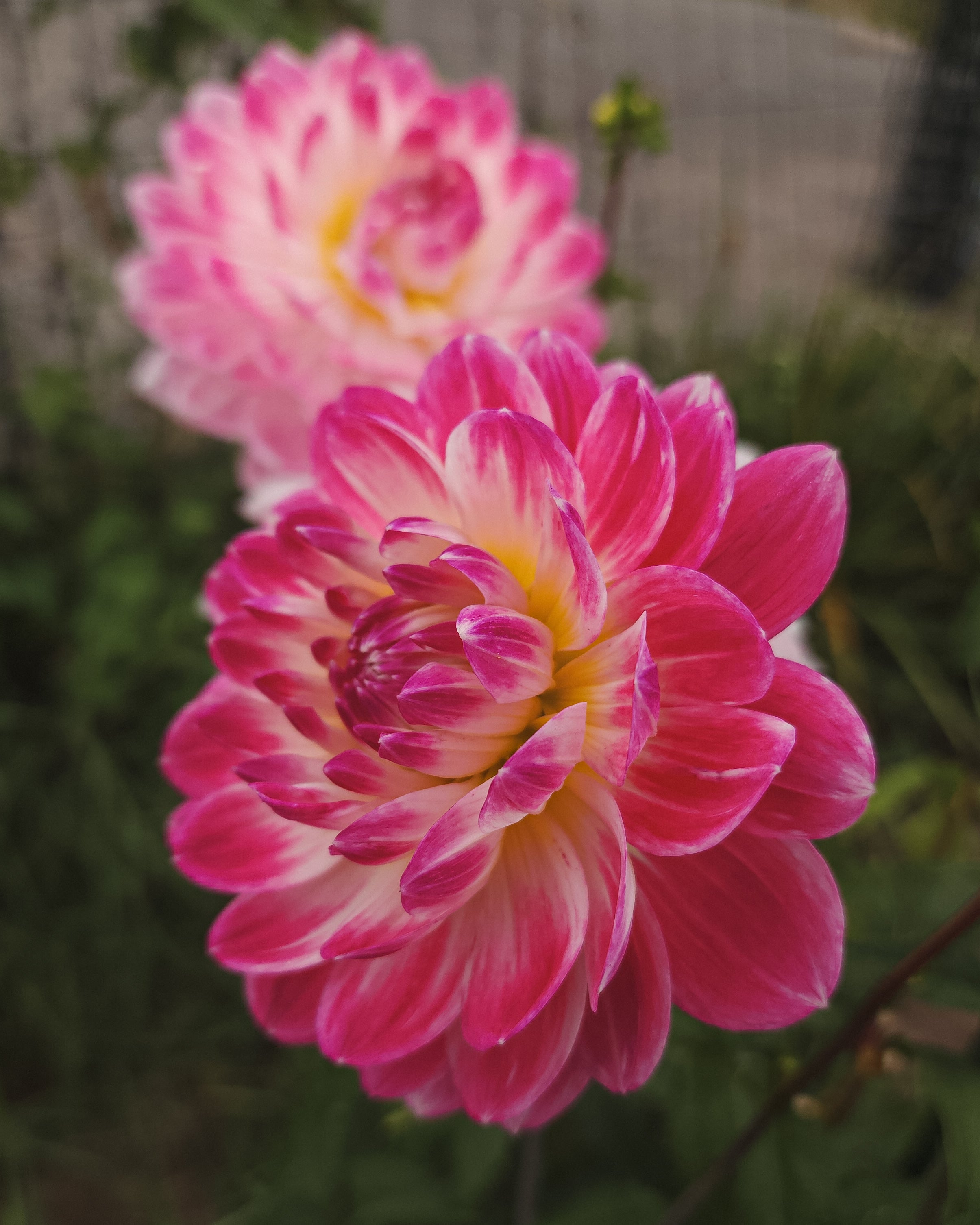 Kelgai Ann Dahlia Tuber