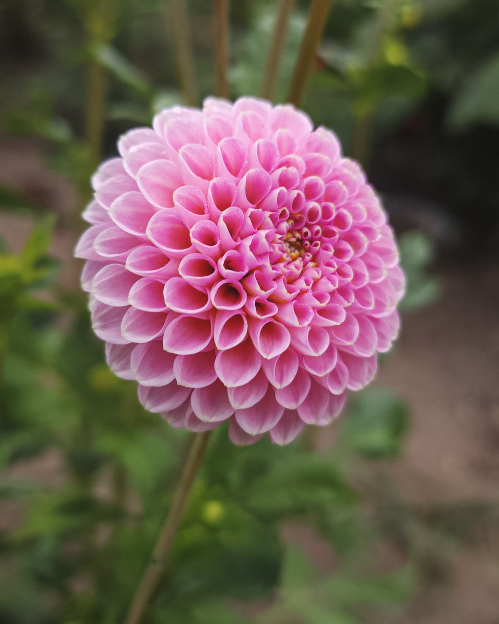 Betty Anne Dahlia Tuber