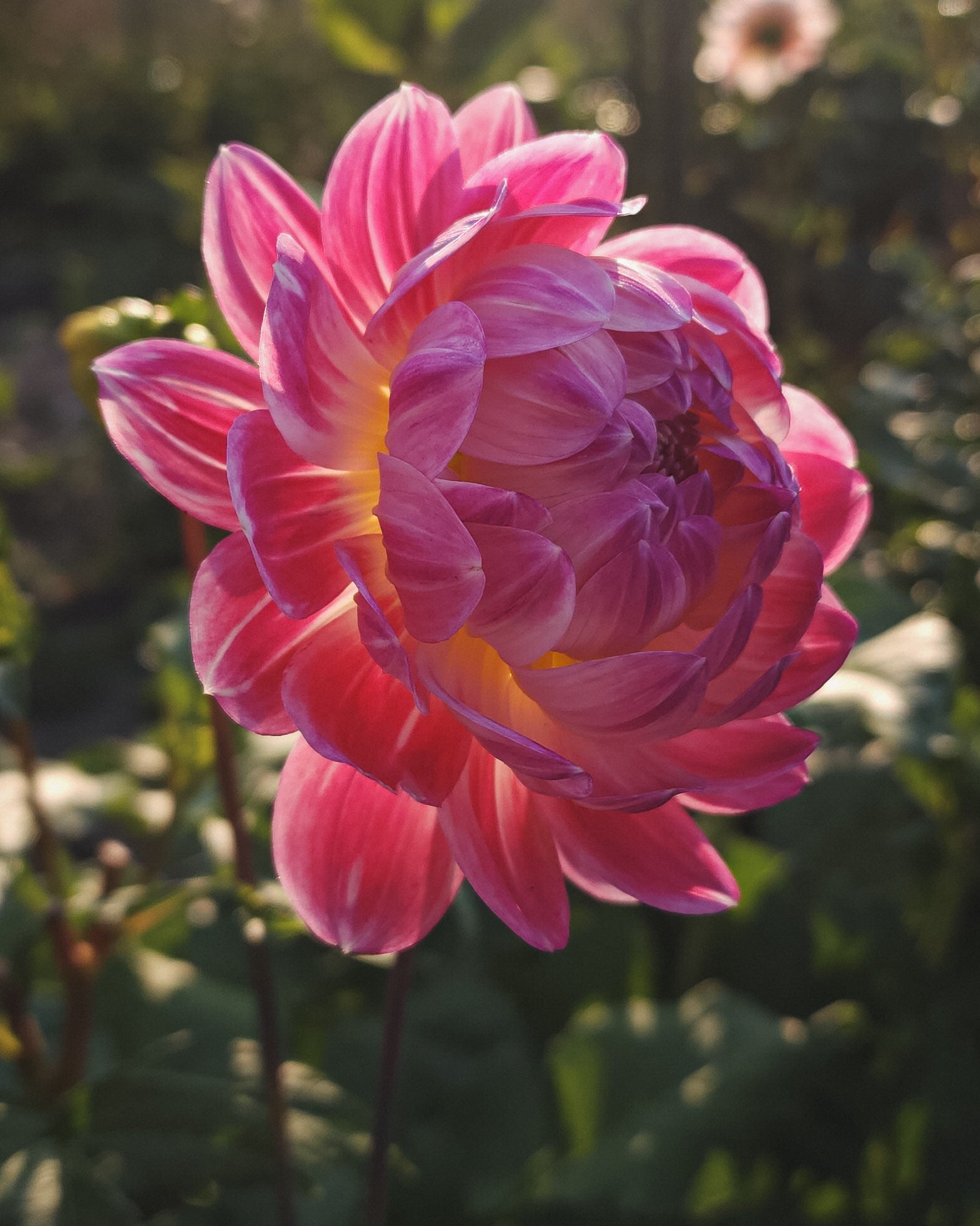 Kelgai Ann Dahlia Tuber