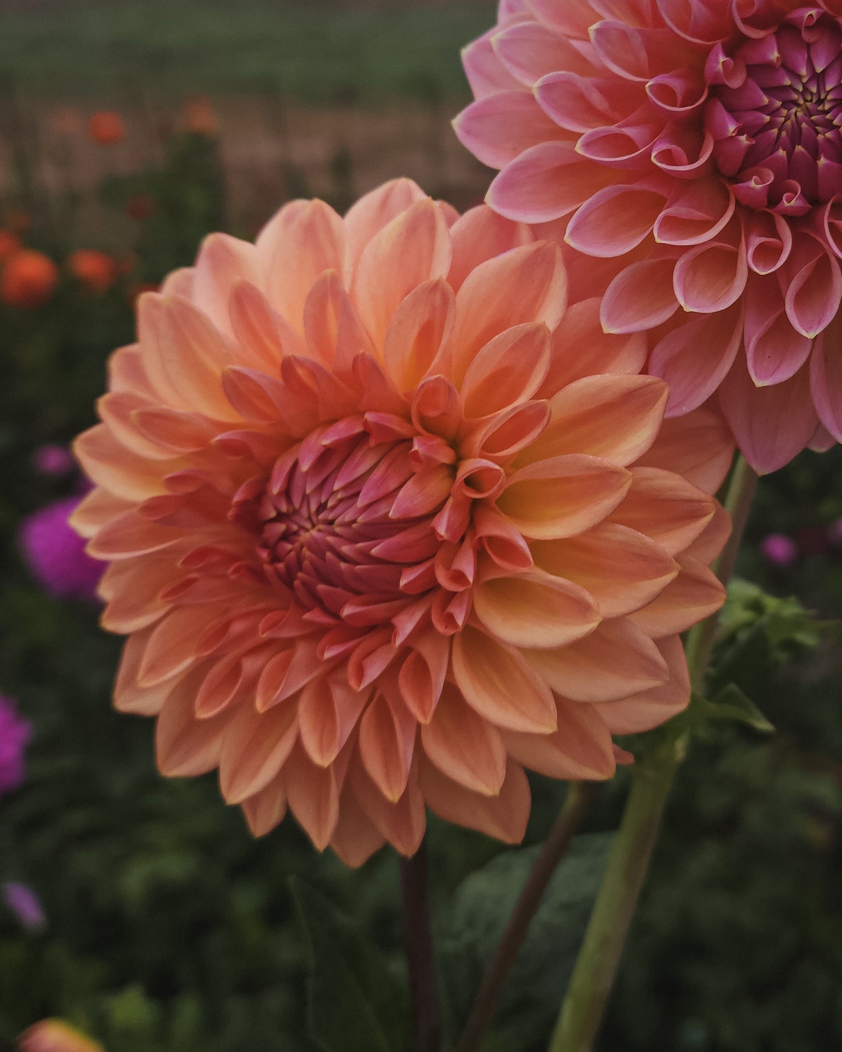 Bloomquist Alan Dahlia Tuber