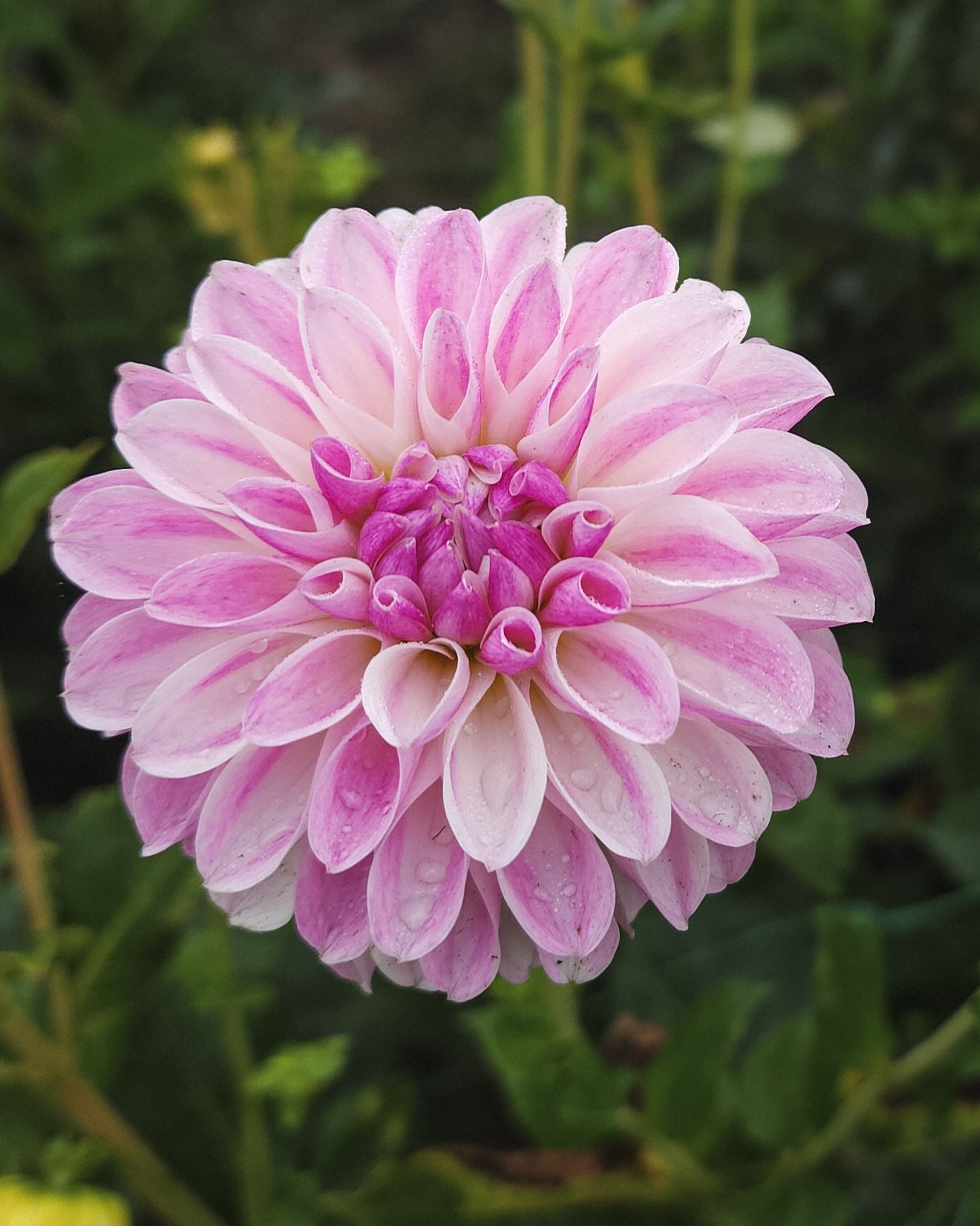 Tahoma Kelli Dahlia Tuber