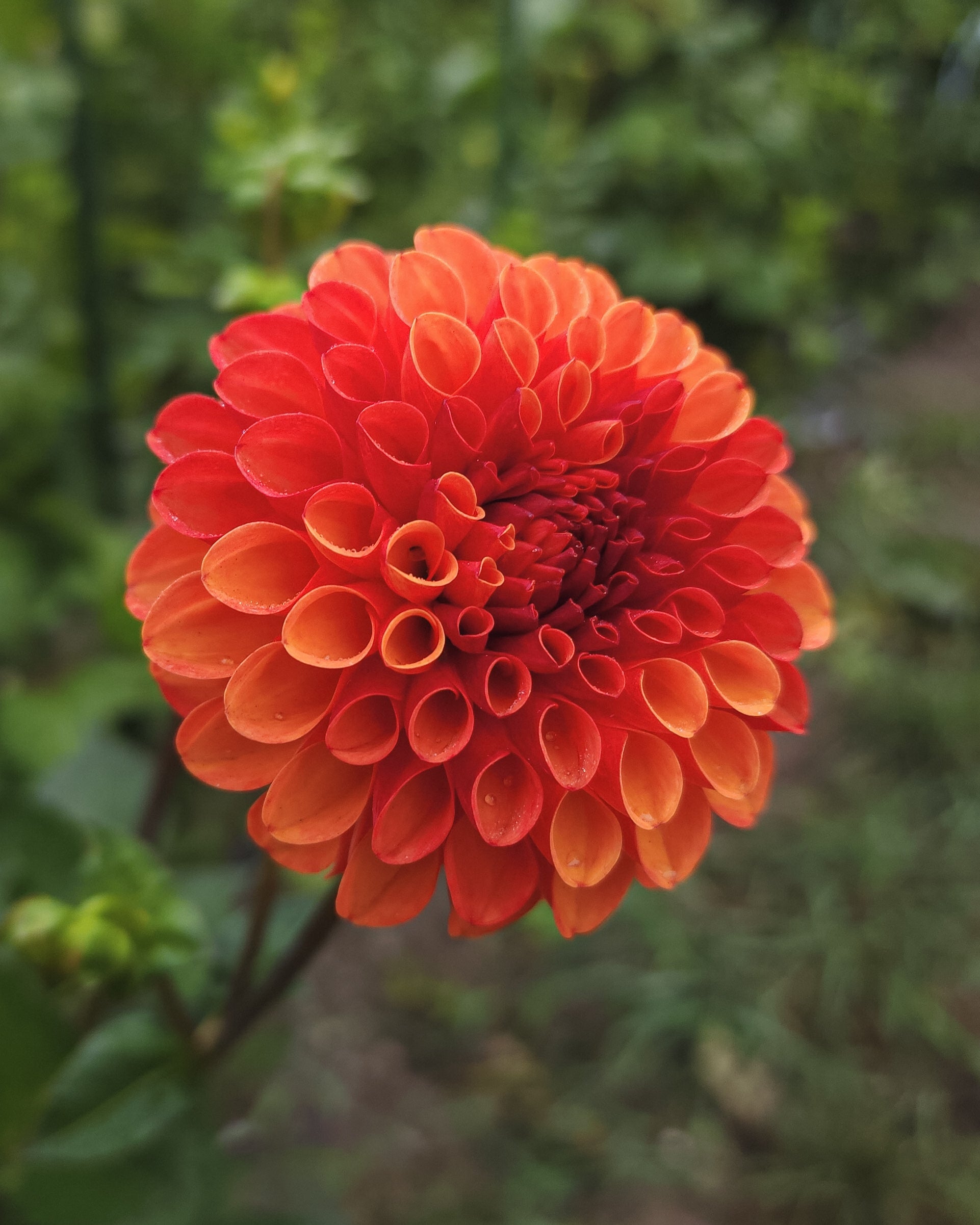 Valley Rust Bucket Dahlia Tuber