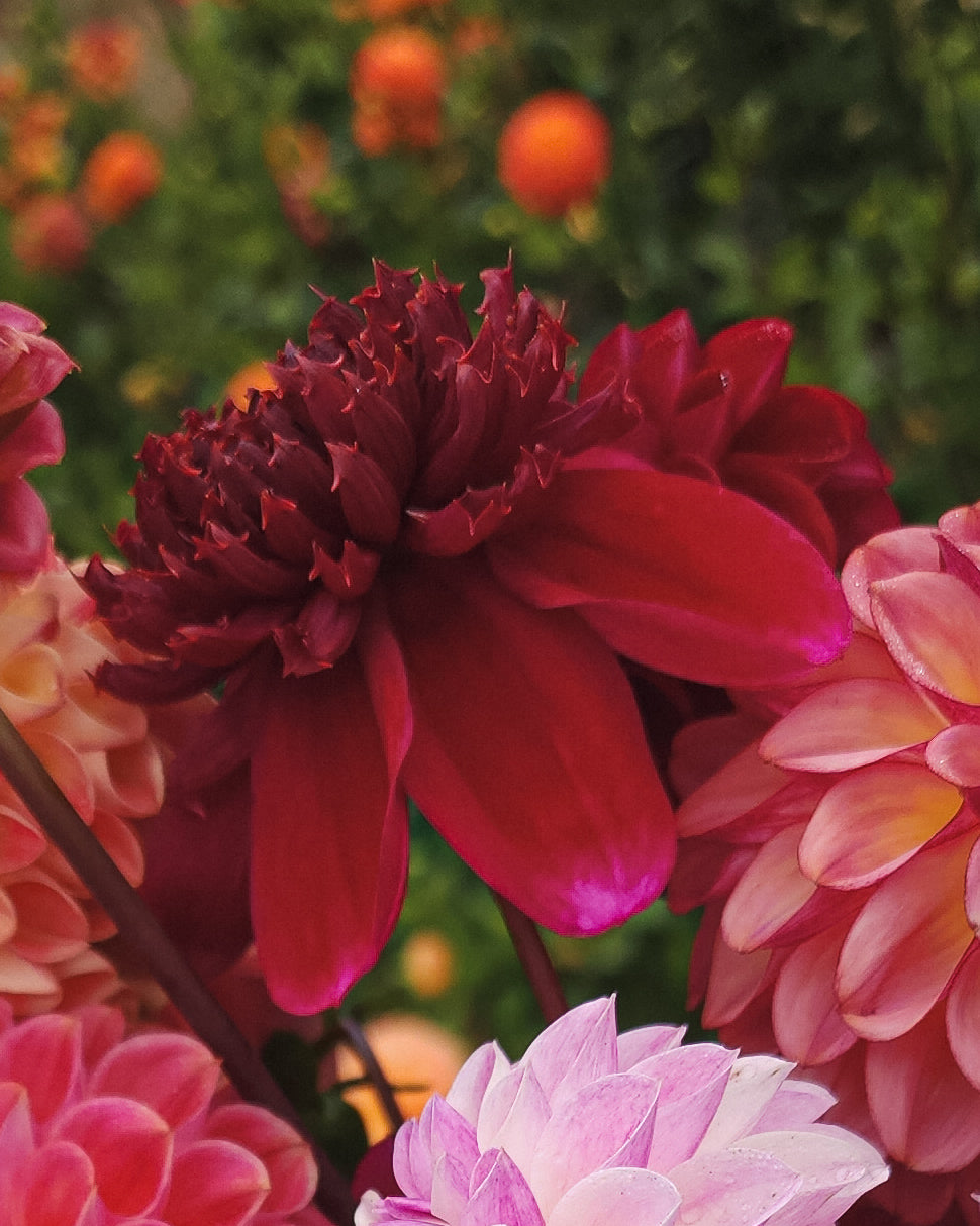 Rock Star Dahlia Tuber