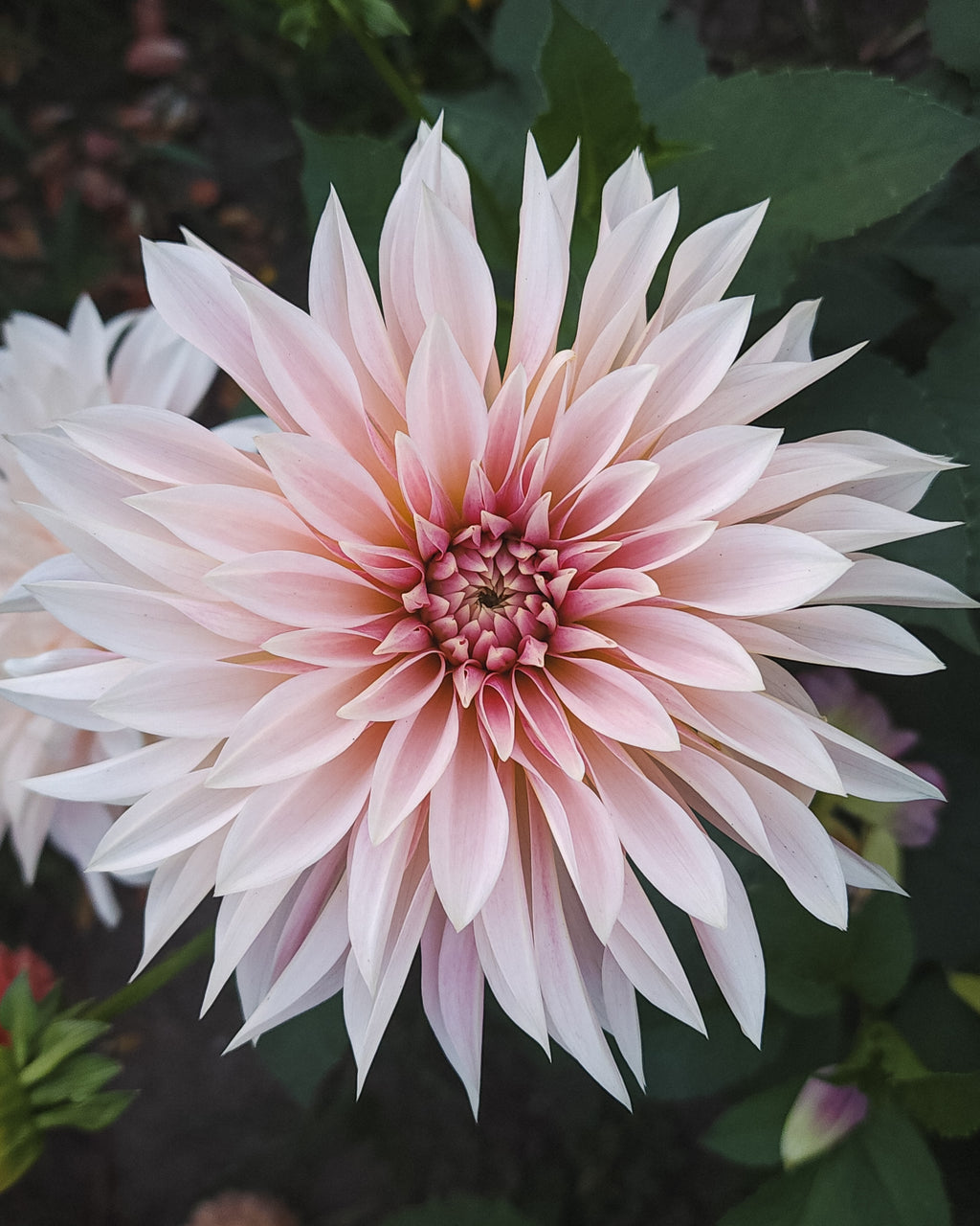 Café au Lait Mini (Jolene) Dahlia Tuber