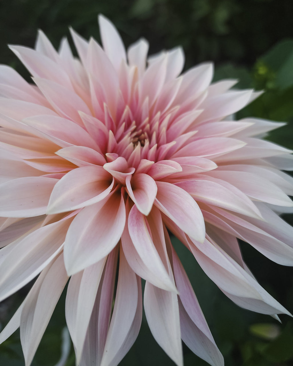 Café au Lait Mini (Jolene) Dahlia Tuber