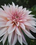 Café au Lait Mini (Jolene) Dahlia Tuber