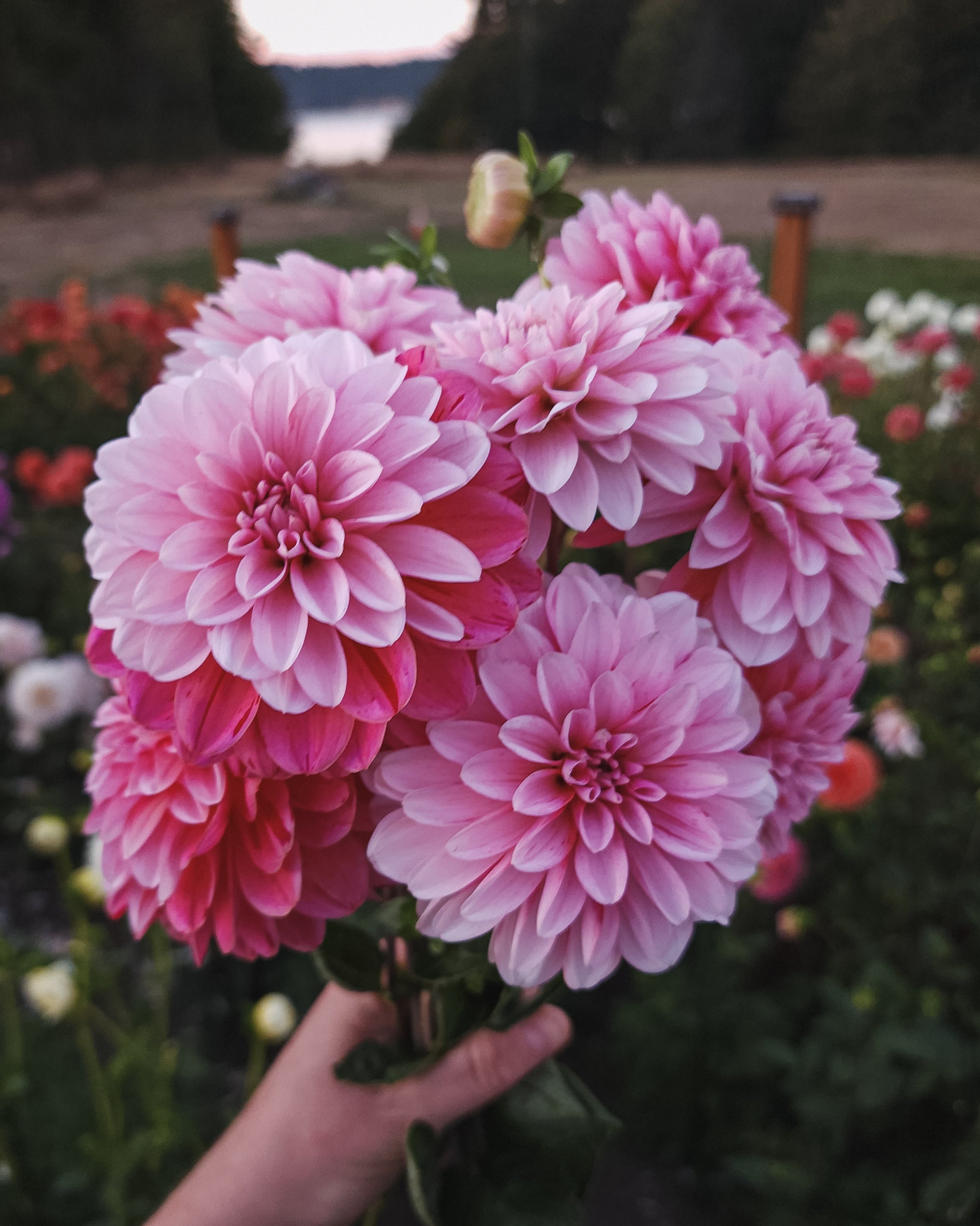 Strawberry Cream Dahlia Tuber