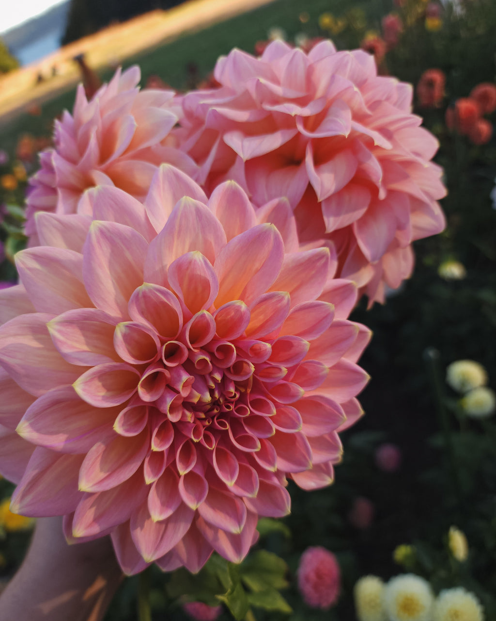 Castle Drive Dahlia Tuber