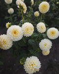 Creamy Dahlia Tuber