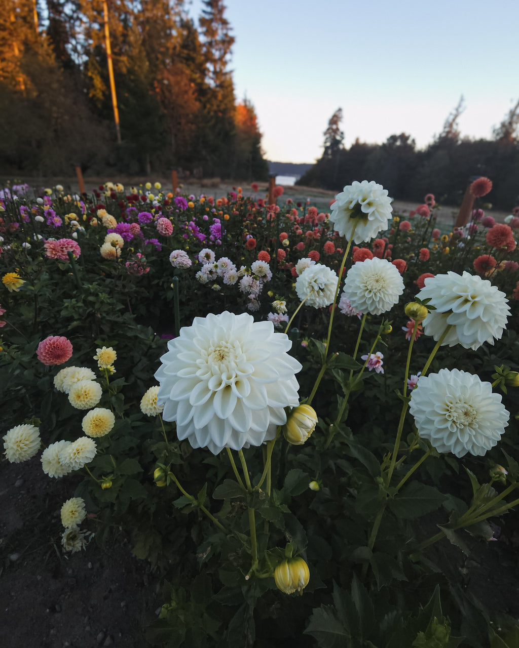 Boom Boom White Dahlia Tuber