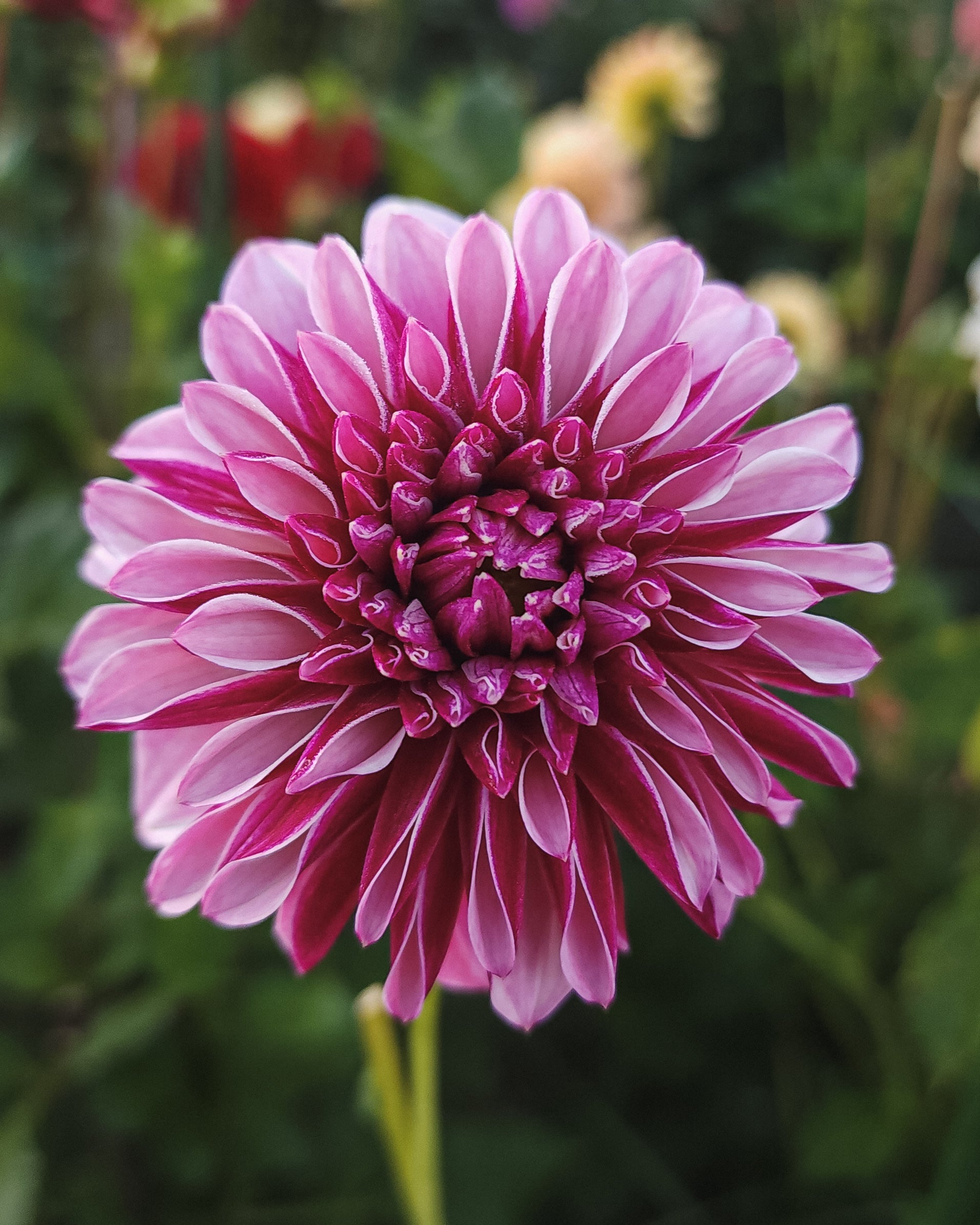 Salish Twilight Girl Dahlia Tuber