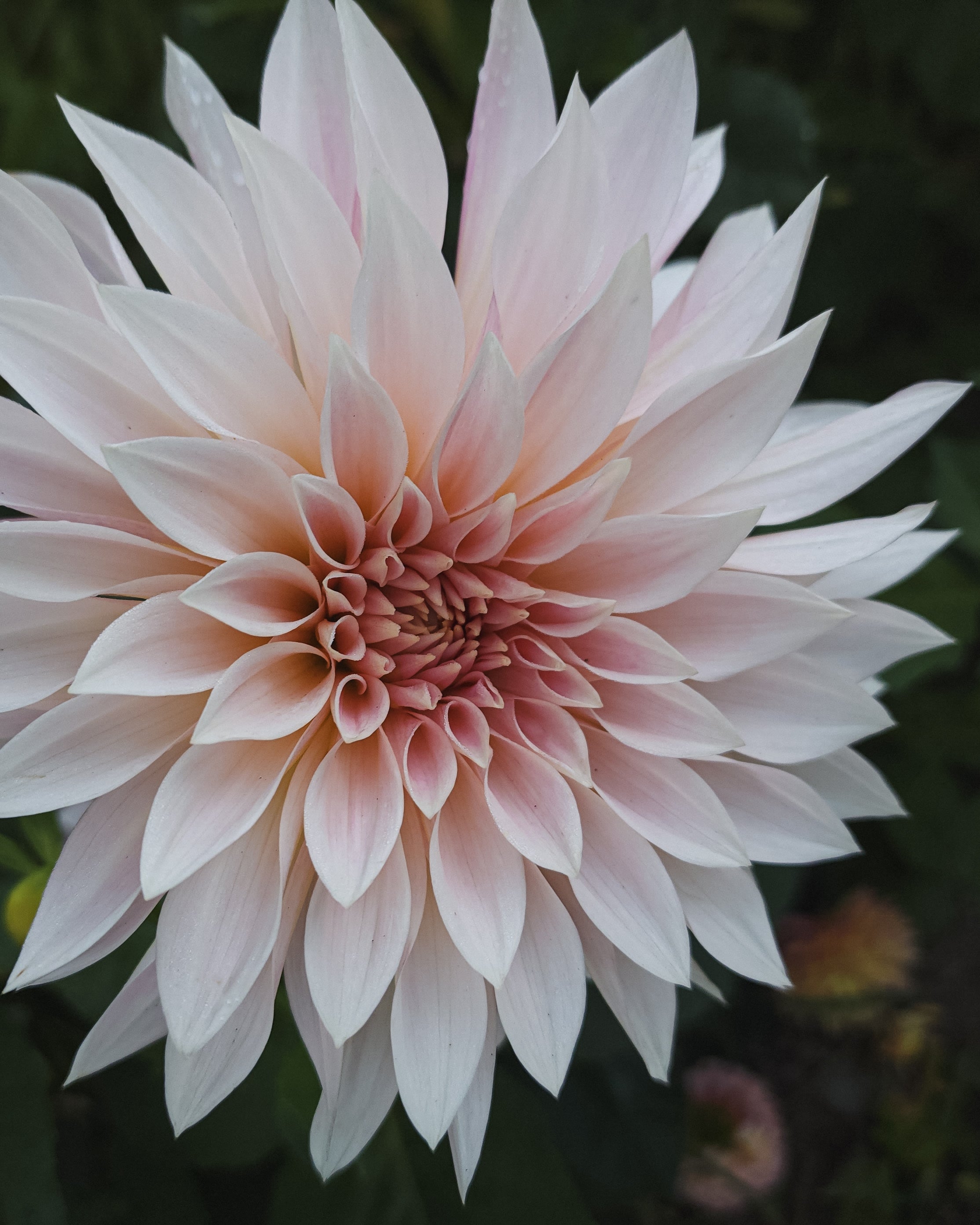 Café au Lait Mini (Jolene) Dahlia Tuber