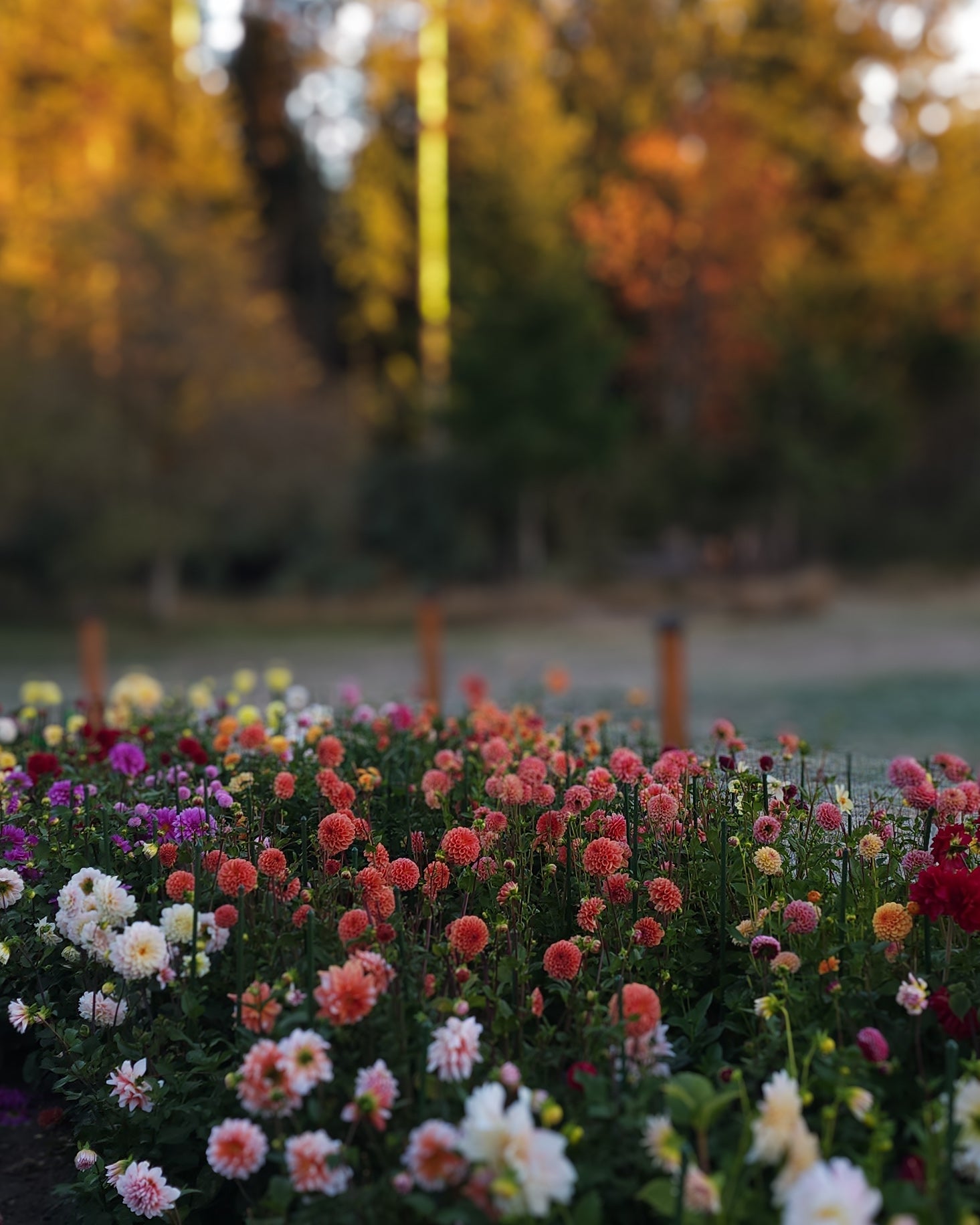 Cornel Bronze Dahlia Tuber